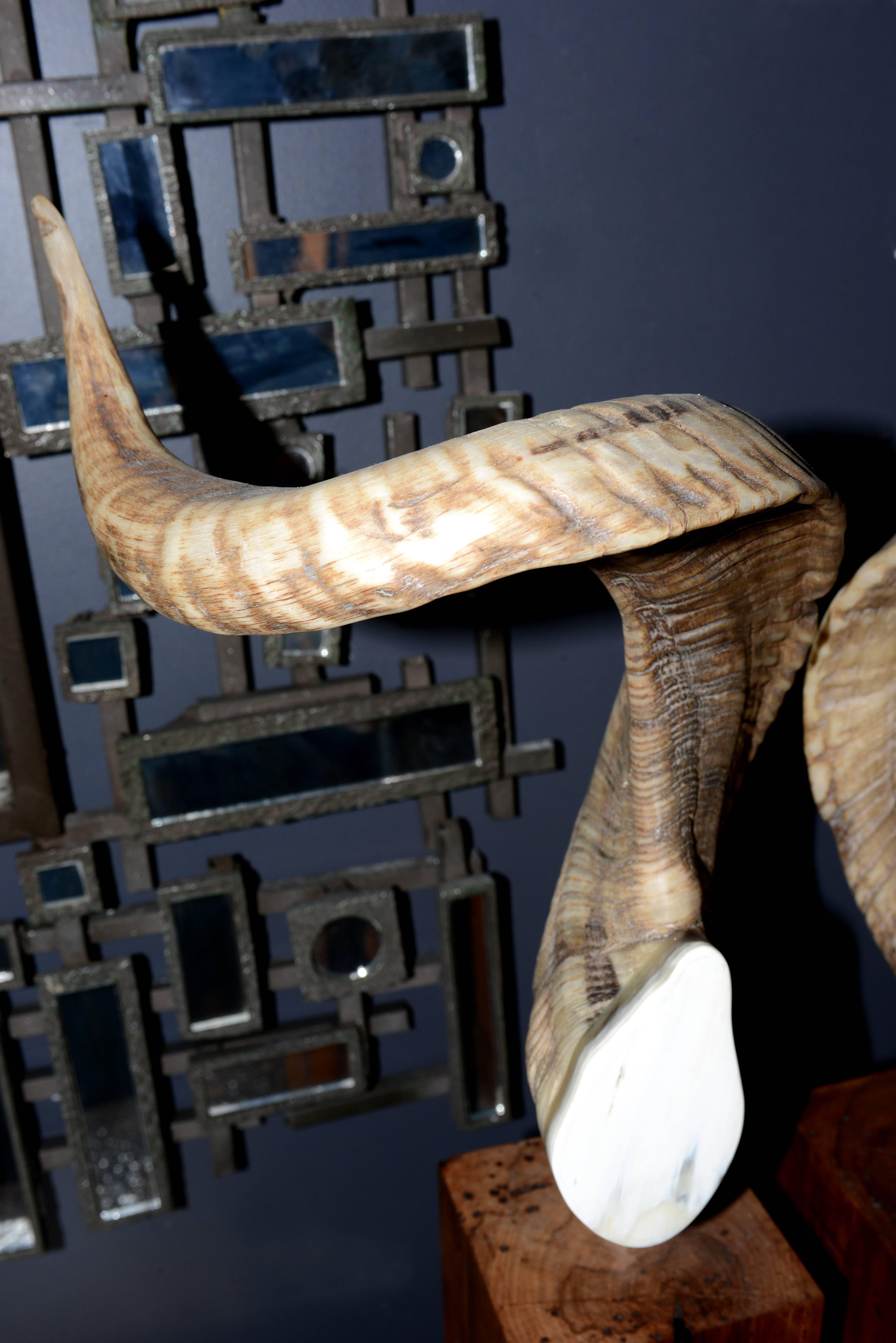 Ensemble de deux cornes d'Aries sur socle en bois noble Excellent état - En vente à Paris, FR