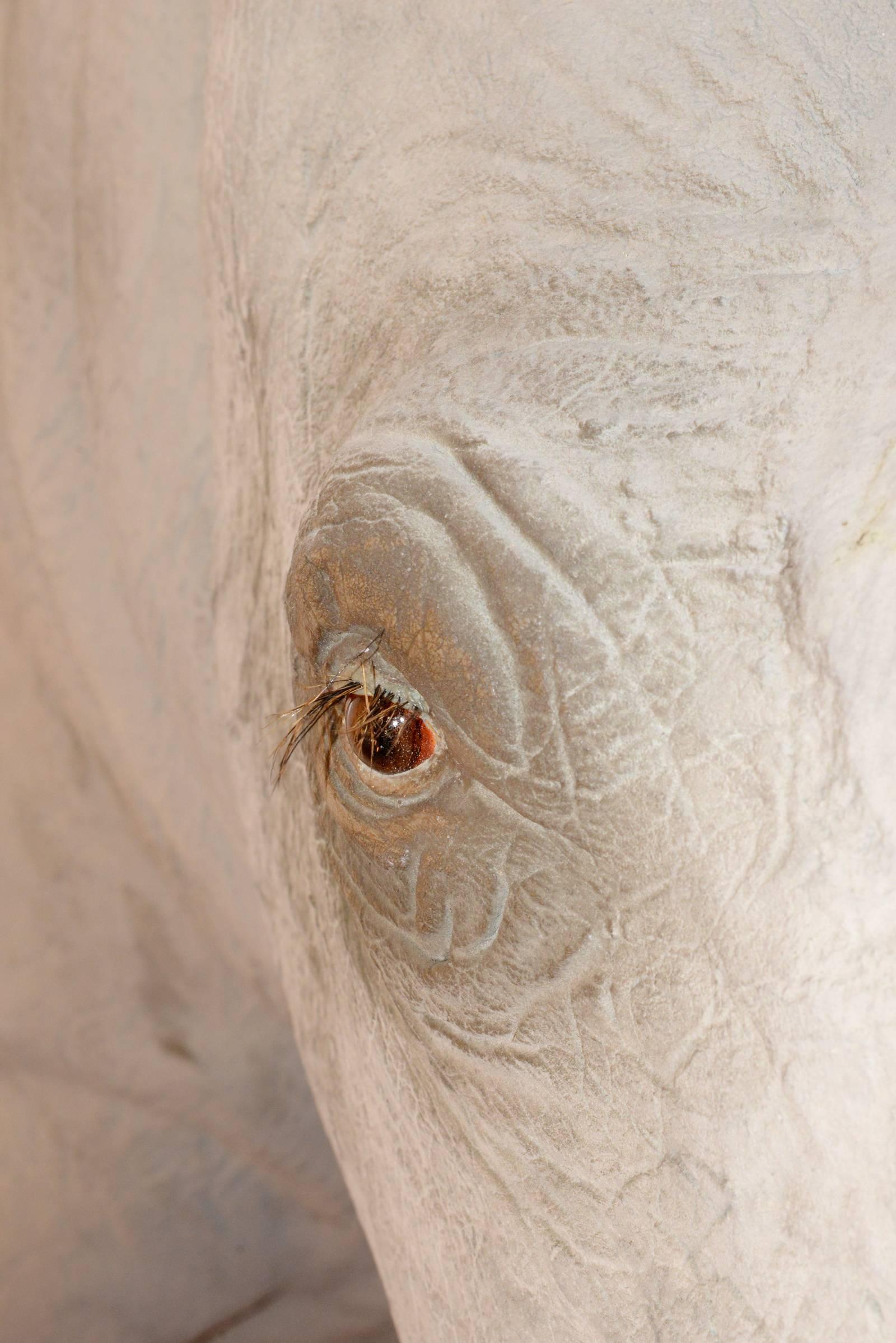 Sculpture de tête de rhinocéros à finition exceptionnelle en fibre de verre 1