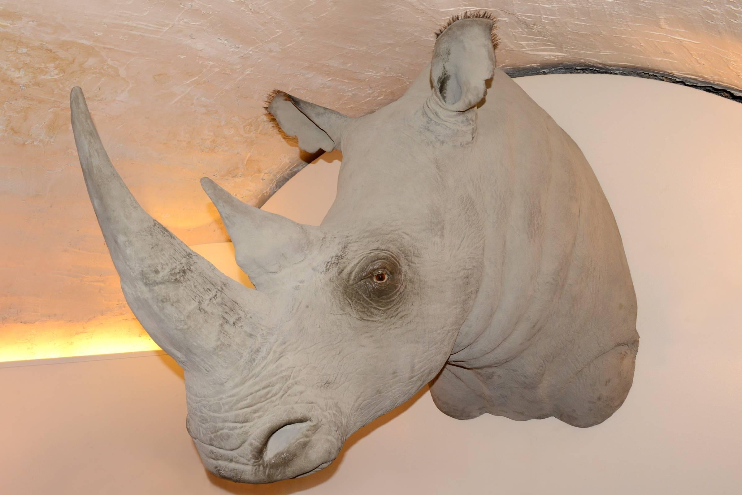 Sculpture rhinoceros head in fiberglass, 
real rhino hair on eyes and ears, exceptional
finishing as real rhinoceros skin. 
Exceptional piece.
