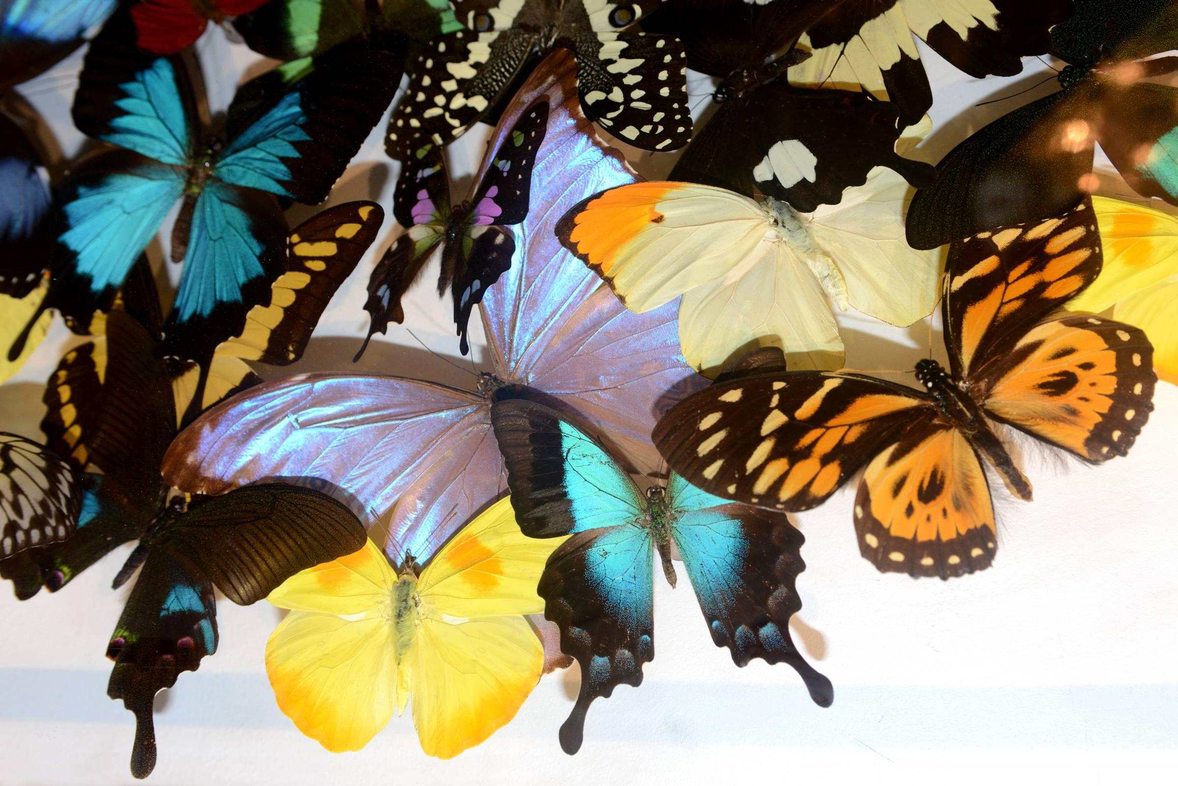 Contemporary Multicolors Rare Butterflies under Rectangular Glass Frame