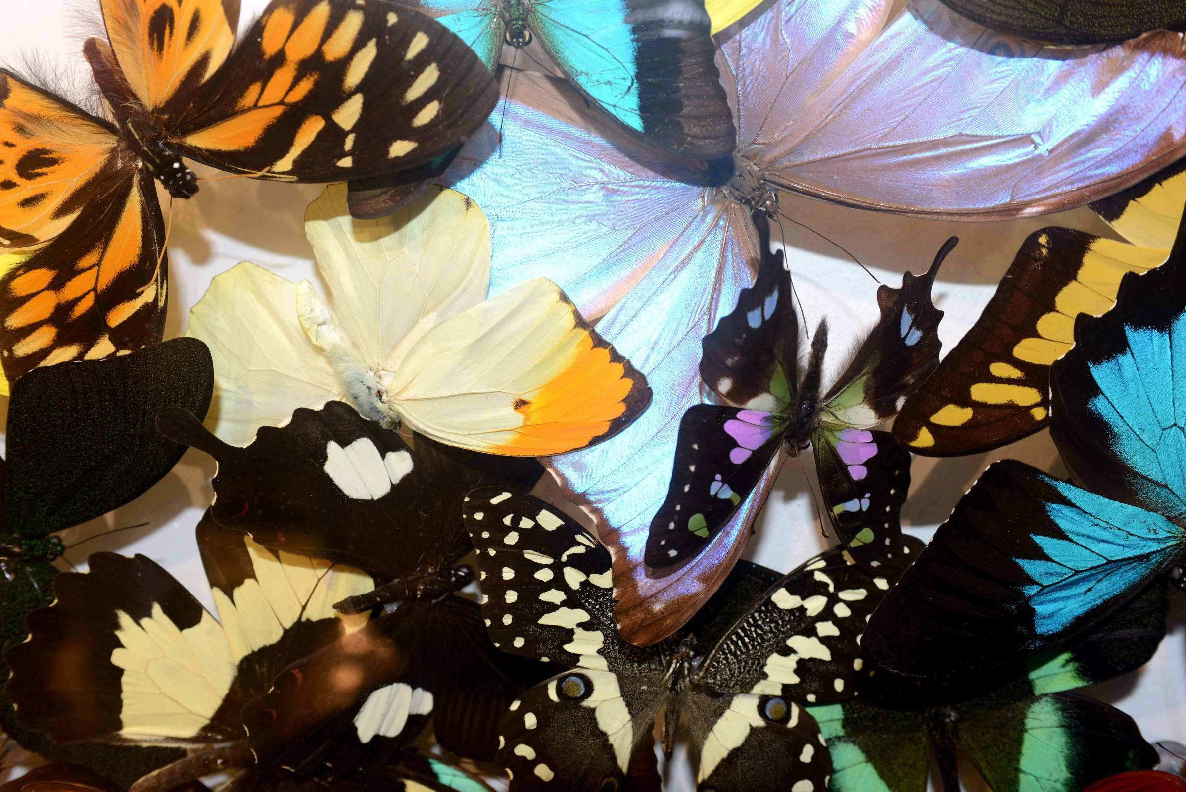Multicolors Rare Butterflies under Rectangular Glass Frame In Excellent Condition In Paris, FR