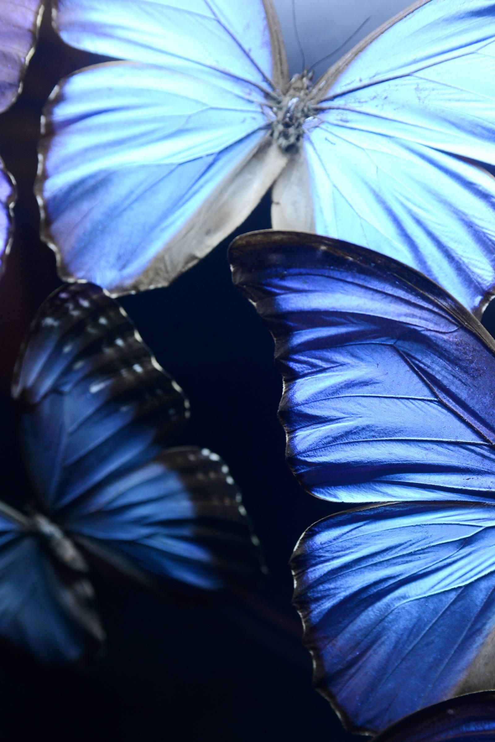 French Butterflies Morphos from Peru under Led Box, 2017