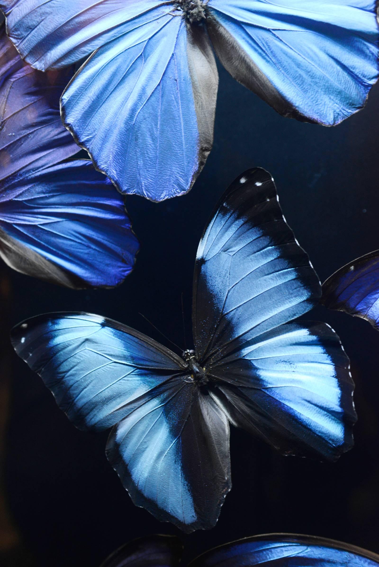 Butterflies Morphos from Peru under Led Box, 2017 1