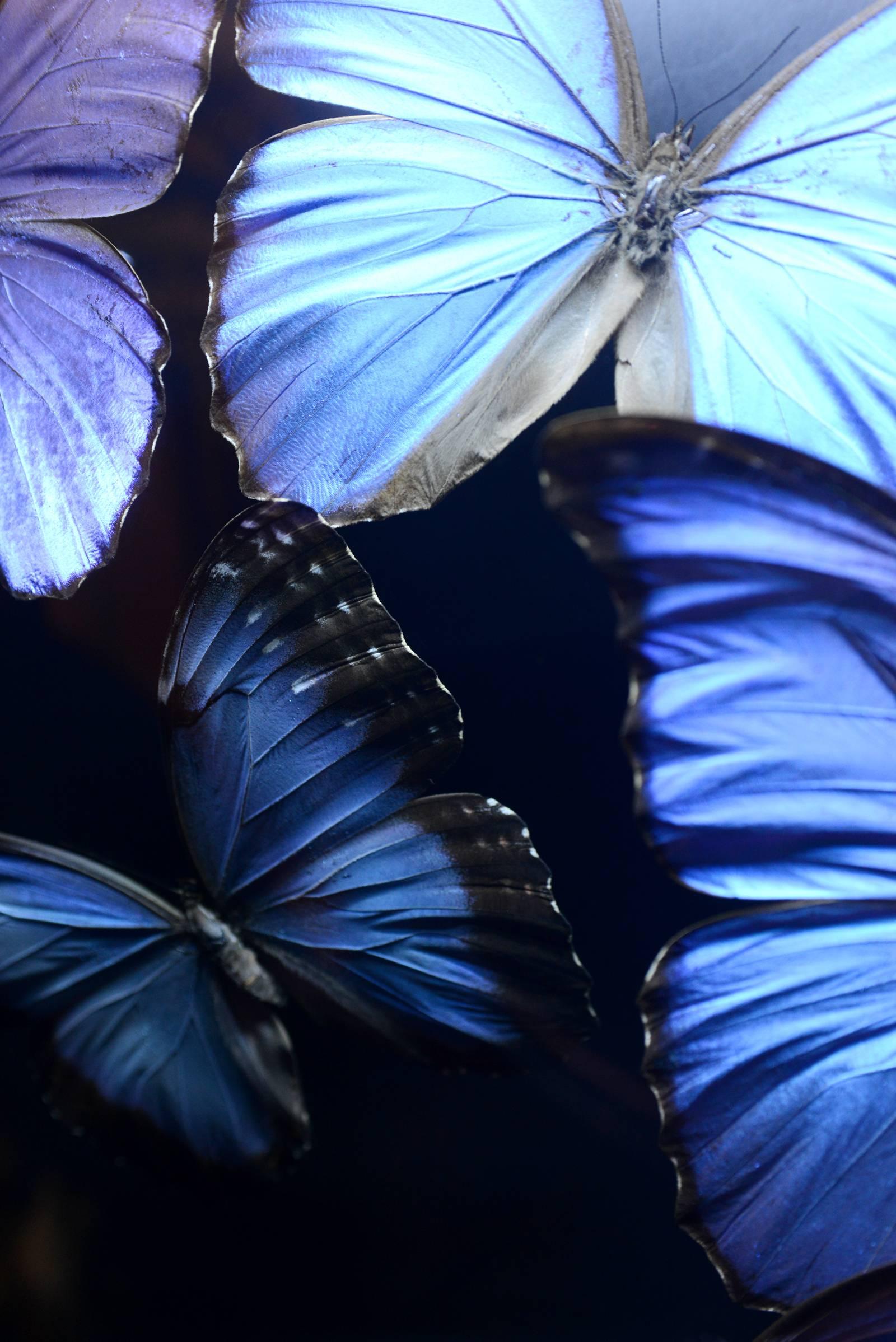 Contemporary Butterflies Morphos from Peru under Led Box, 2017