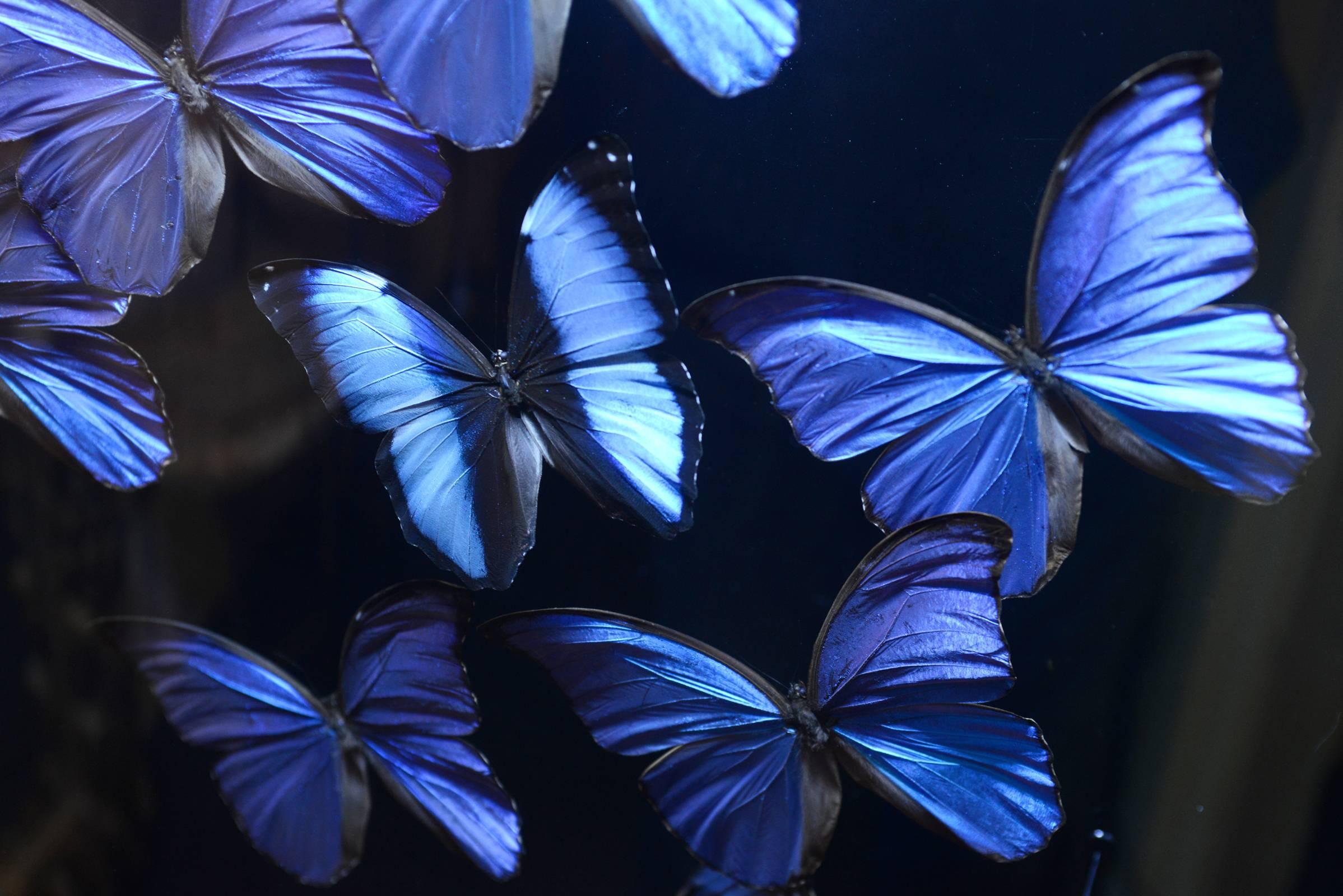 Butterflies Morphos from Peru under steel LED box, 
Made in 2017 From France. Exceptional piece.
