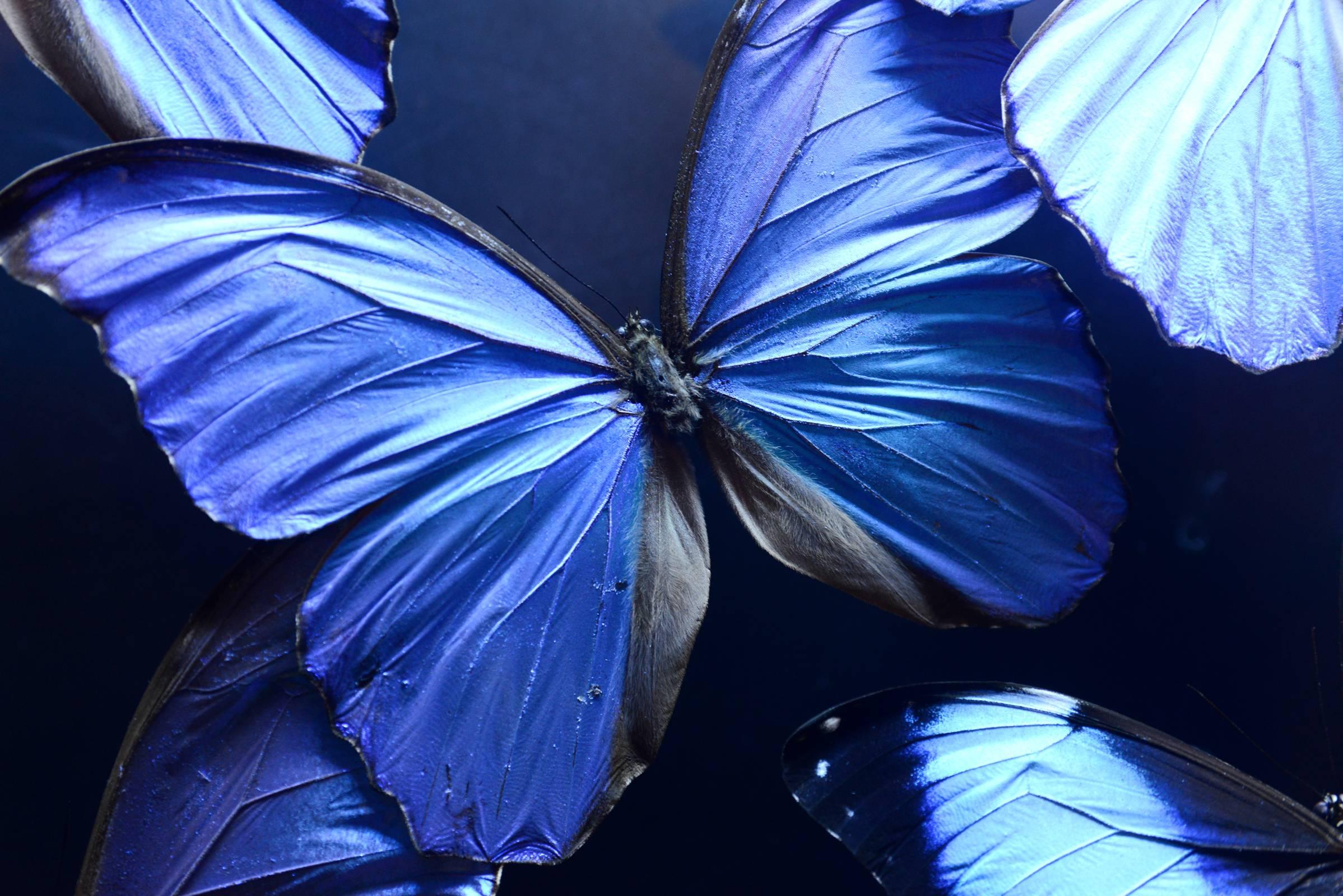 Butterflies Morphos from Peru under Led Box, 2017 In Excellent Condition In Paris, FR