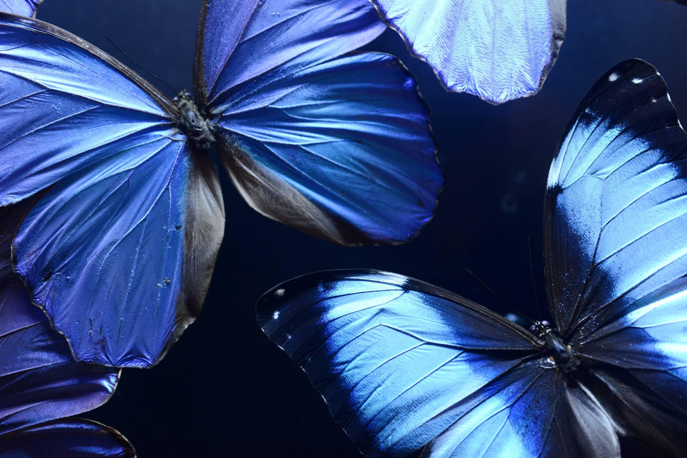 Steel Butterflies Morphos from Peru under Led Box, 2017