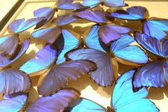 Morphos Butterflies from Peru under Square Glass Frame