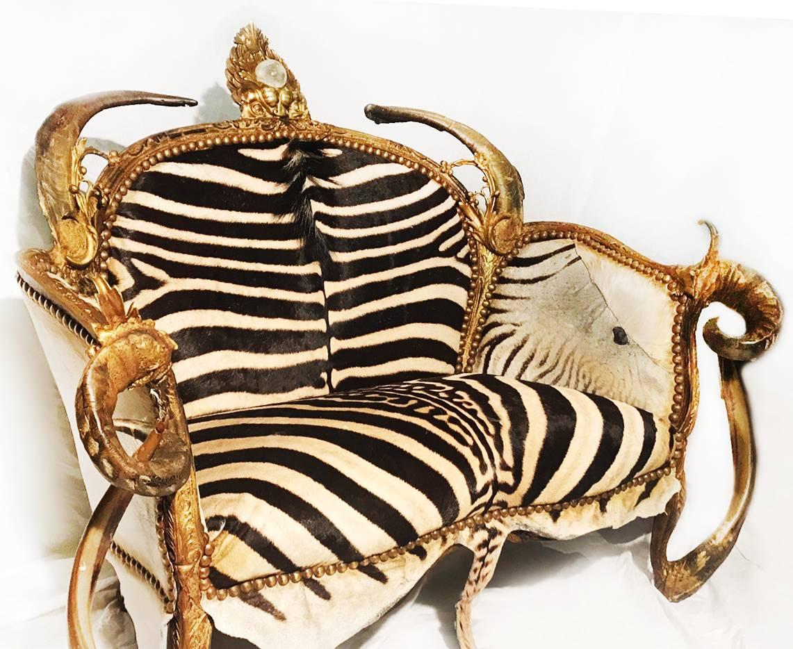 zebra horns