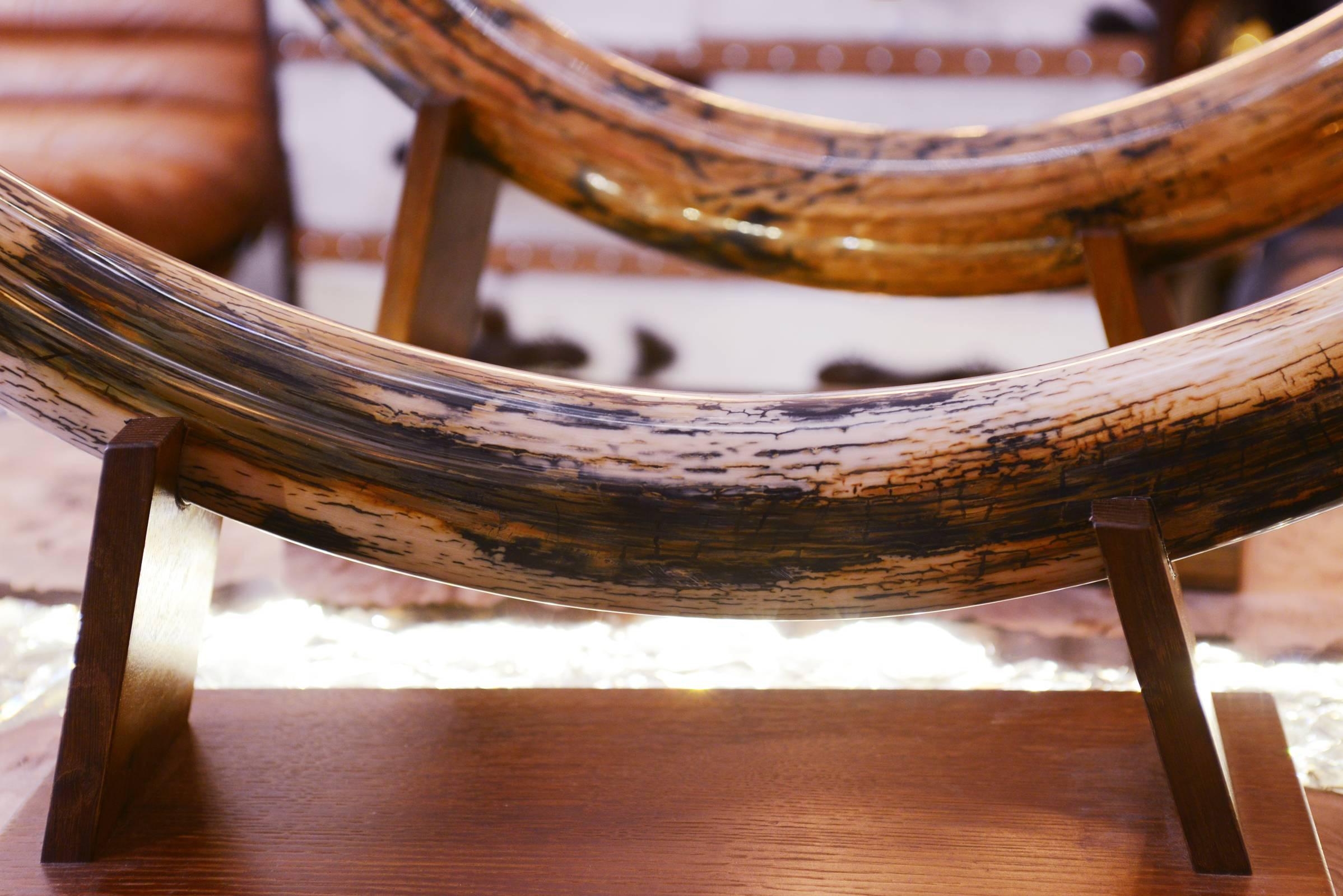Contemporary Mammoth Tusks from Siberia Set of Two