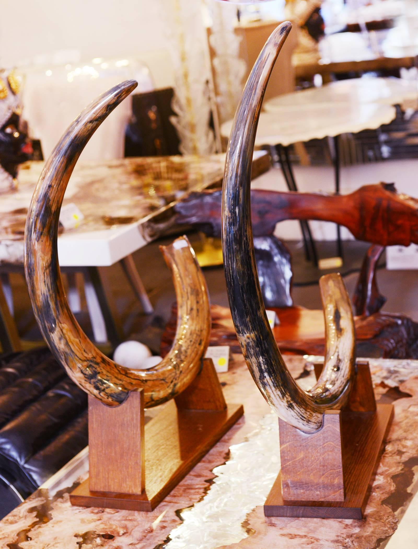 mammoth tusk for sale