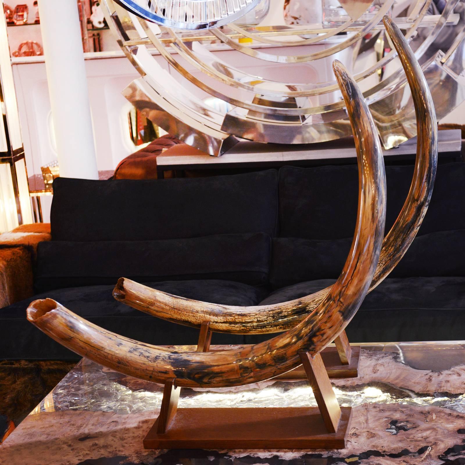 Russian Mammoth Tusks from Siberia Set of Two