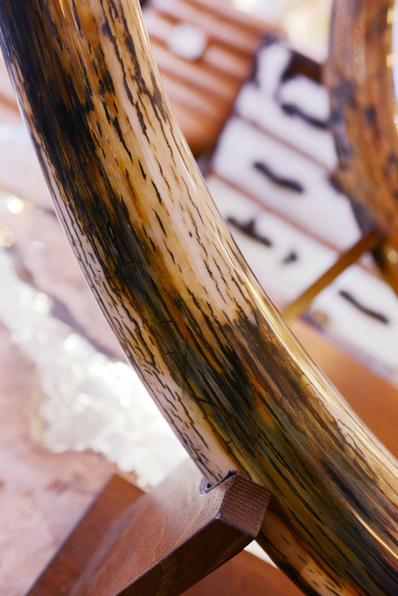 Ivory Mammoth Tusks from Siberia Set of Two