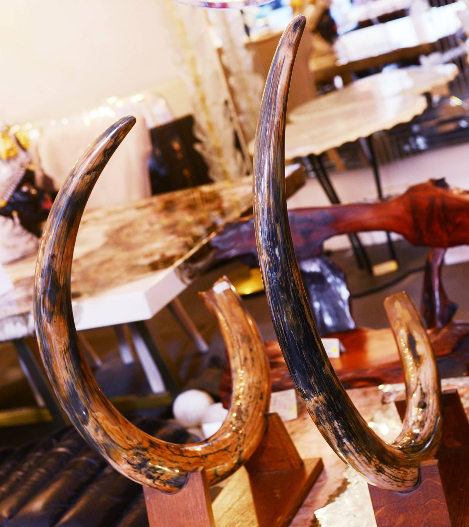 Hand-Crafted Mammoth Tusks from Siberia Set of Two