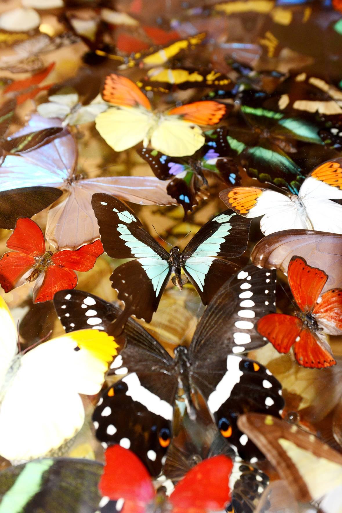 Butterflies multicolors arranged under framework,
rare piece. 