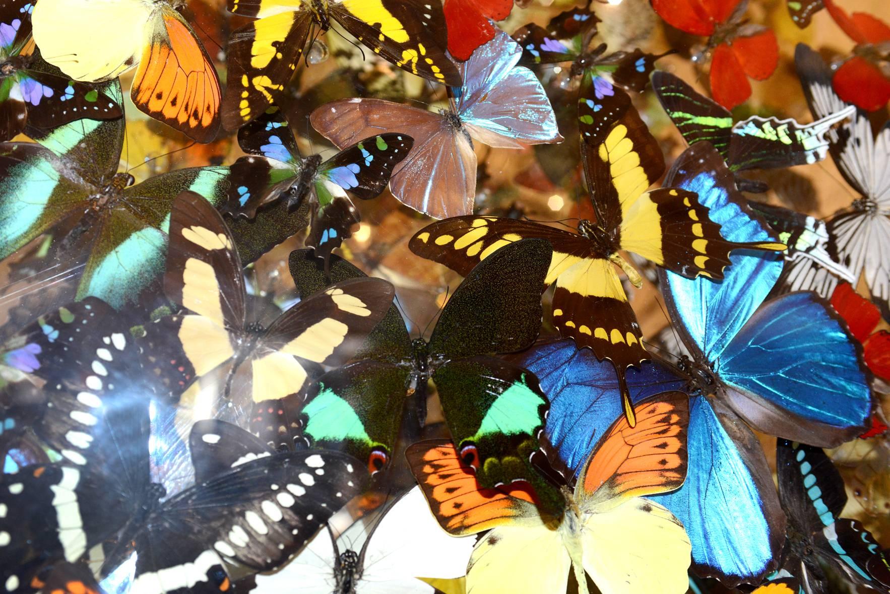 Asian Butterflies Multicolors Arranged Under Framework