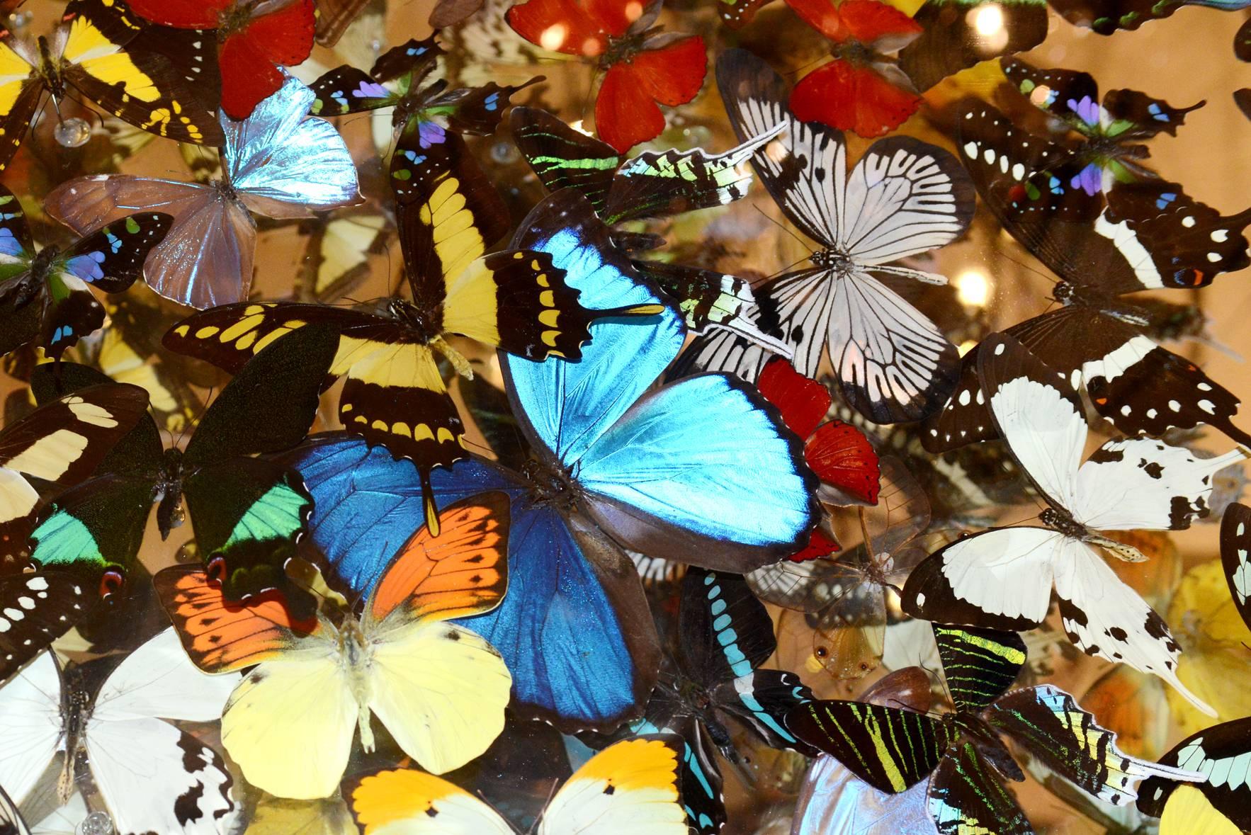 Hand-Crafted Butterflies Multicolors Arranged Under Framework