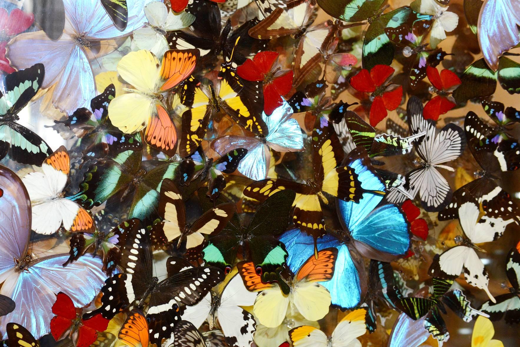 Butterflies Multicolors Arranged Under Framework In Excellent Condition In Paris, FR