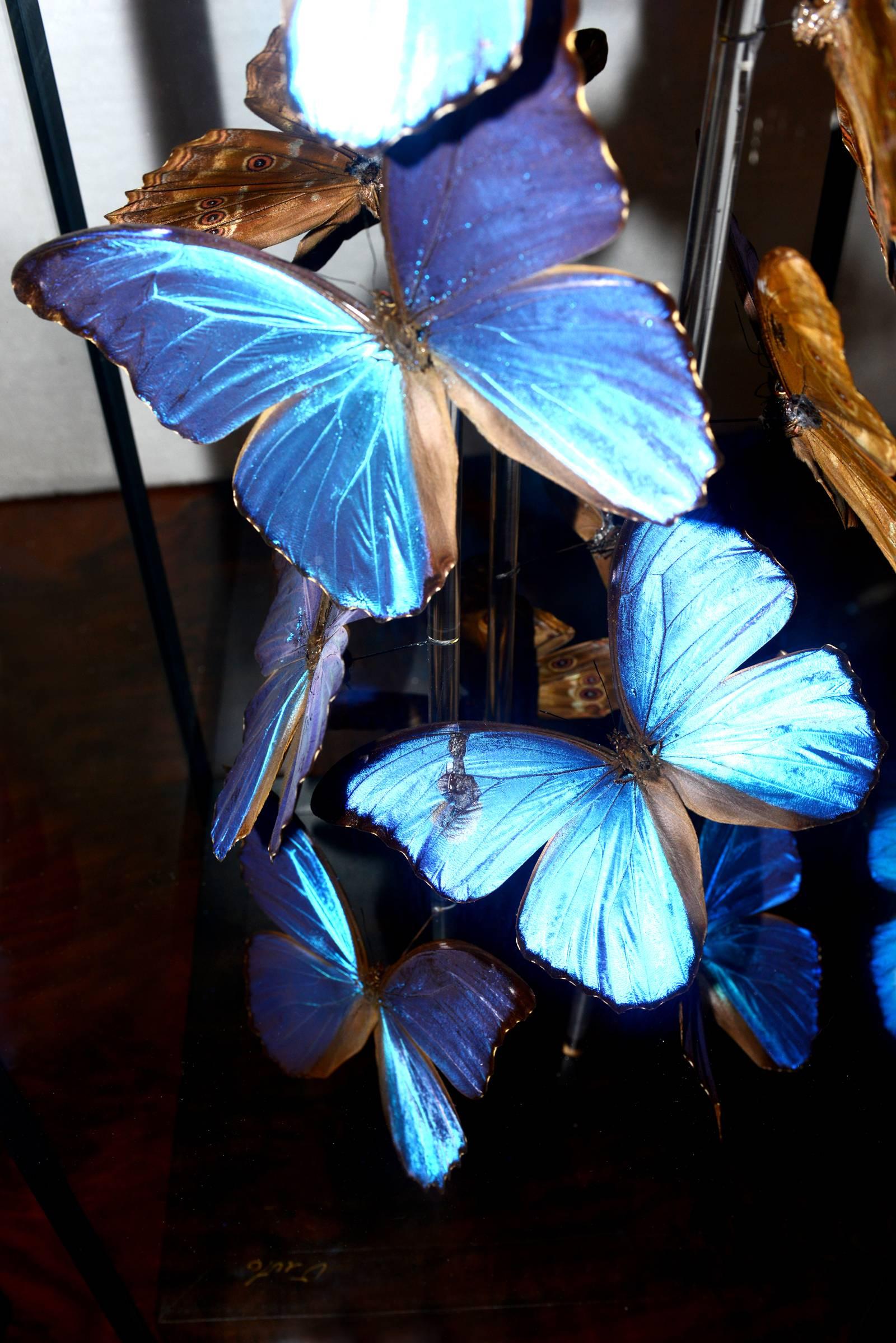 Butterflies Morphos Flight Arranged under Square Framework In Excellent Condition In Paris, FR
