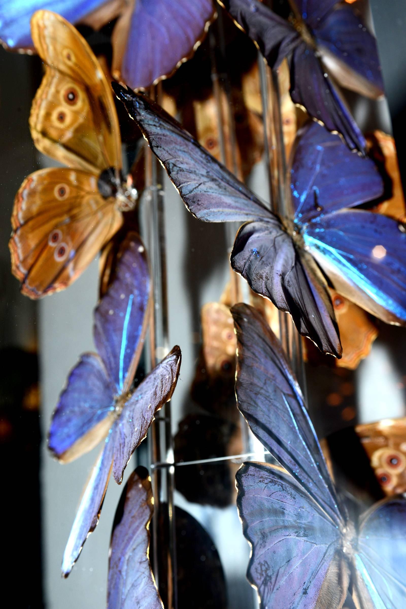 Contemporary Butterflies Morphos Flight Arranged under Square Framework