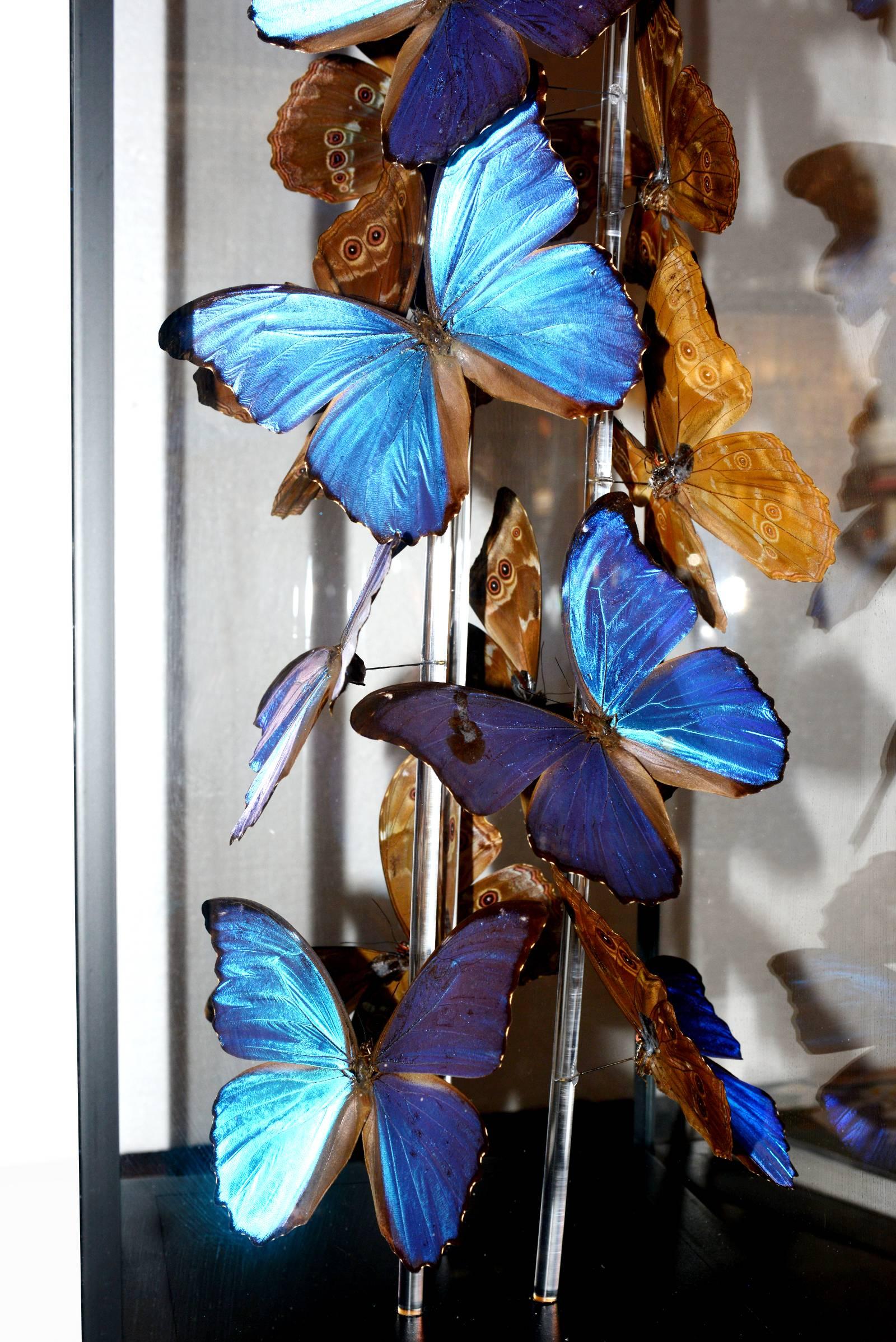 Butterflies Morphos Flight Arranged under Square Framework 1