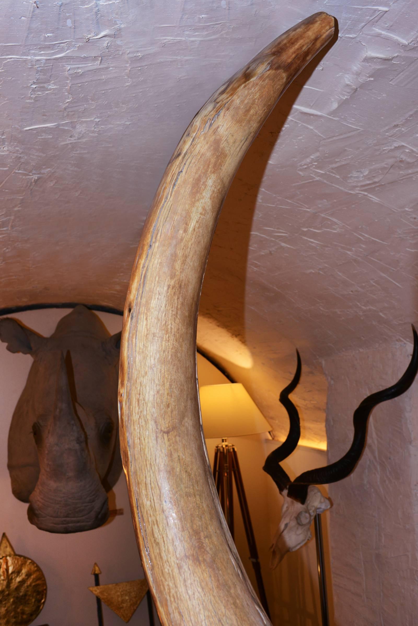 Contemporary Mammoth Tusk from Siberia