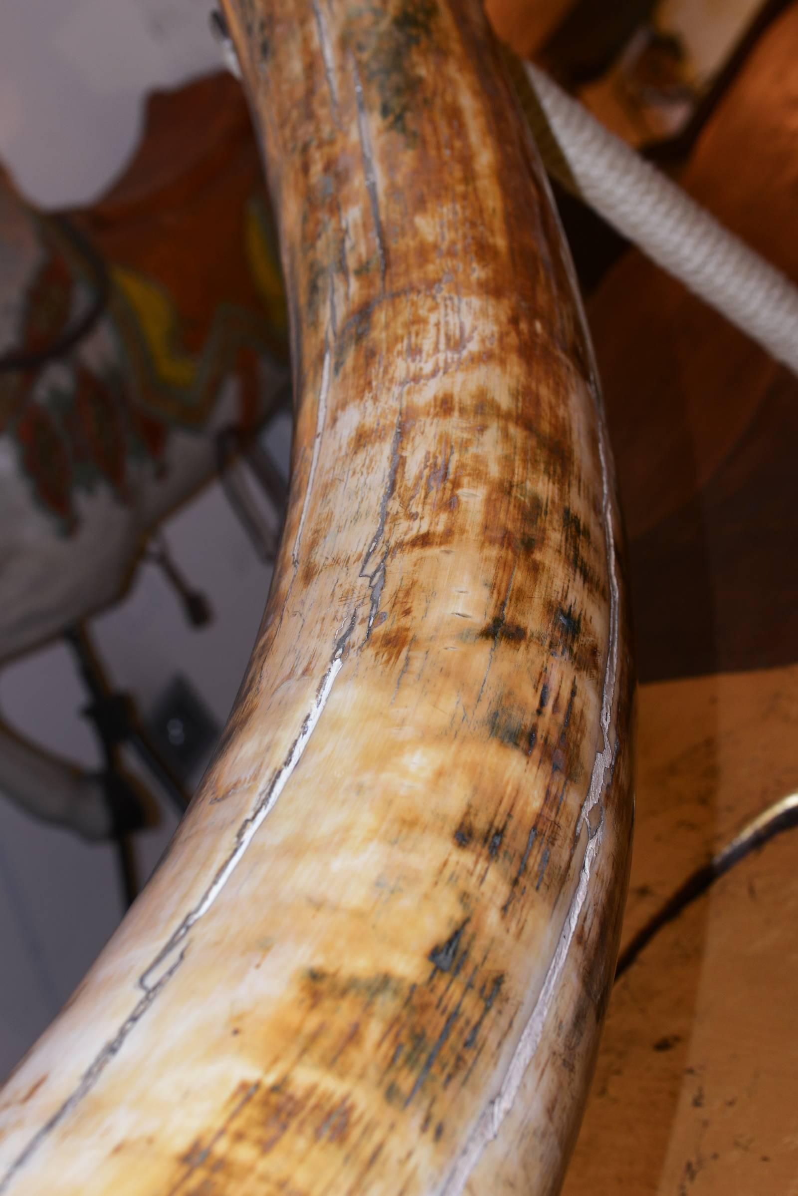 Ivory Mammoth Tusk from Siberia