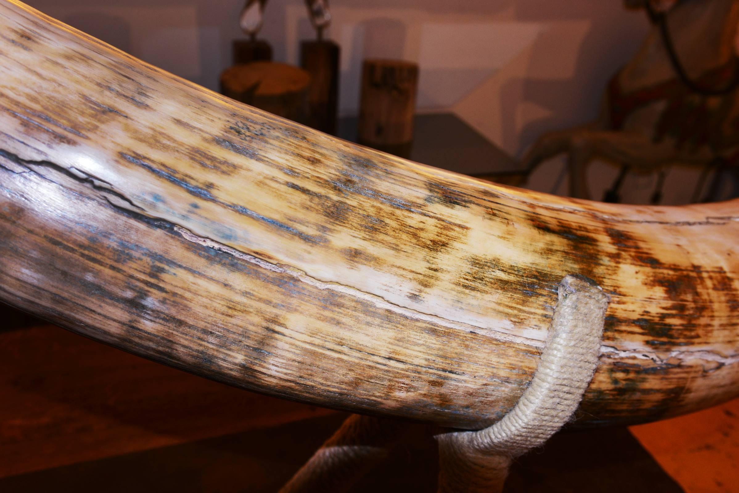 Mammoth Tusk from Siberia 2