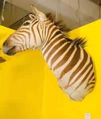 Taxidermy of Zebra Head, Tanzania, circa 1960s