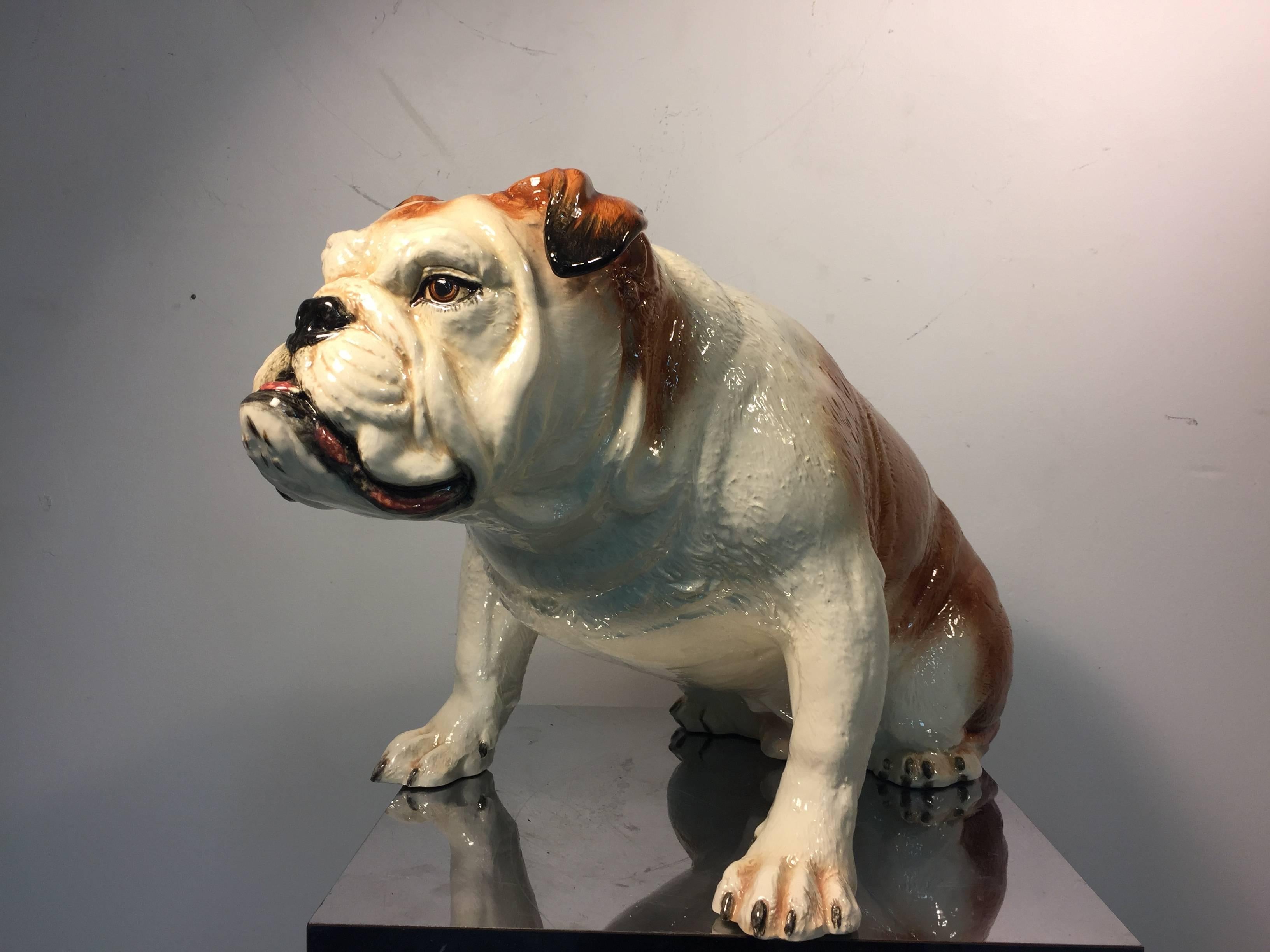 A wonderful, lifelike, Italian, ceramic sculpture of an English bulldog with an under bite, short nose, broad head, and a muscular body, circa 1970.