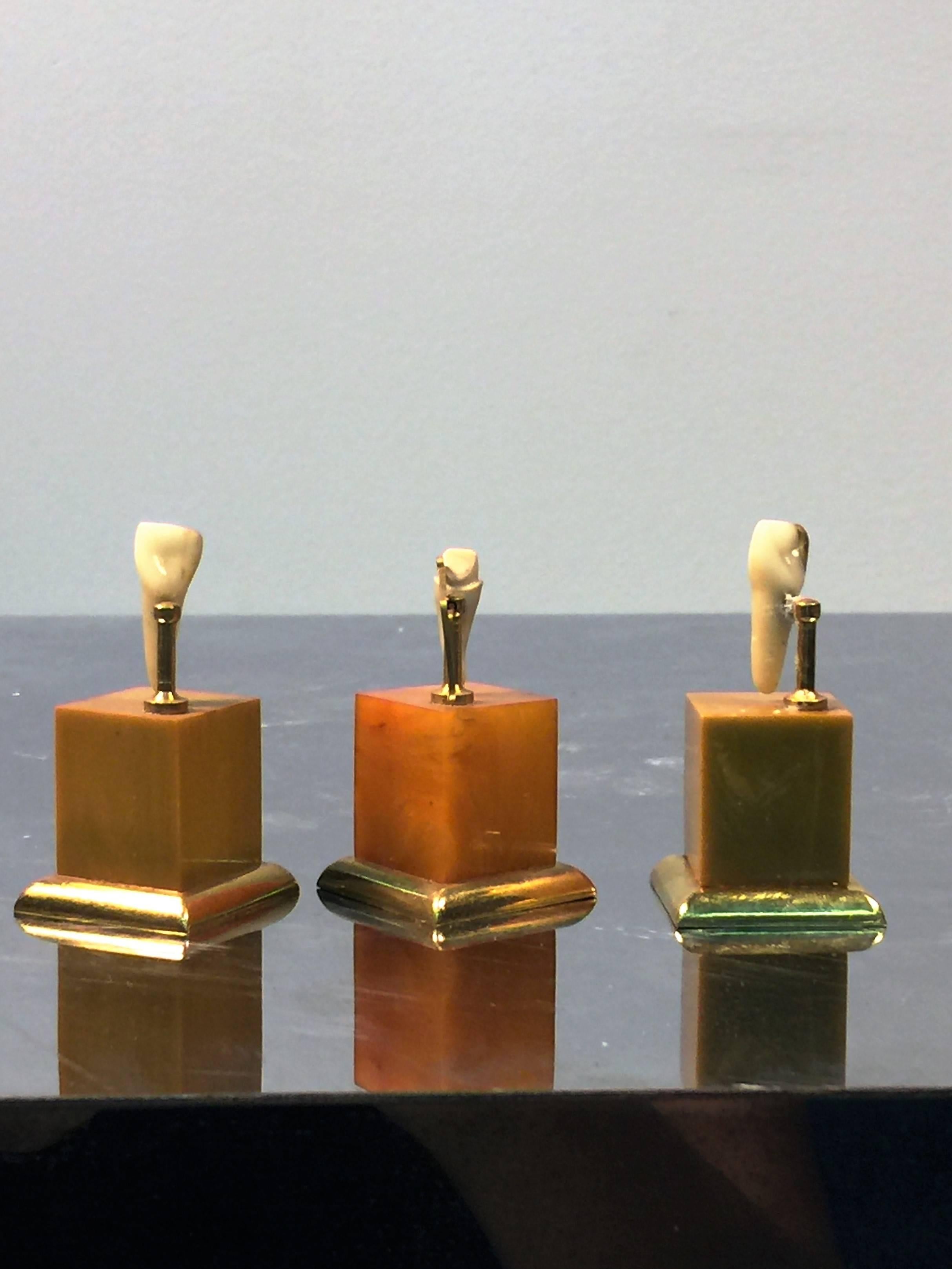 Interesting boxed set of three tooth samples exhibiting 10-karat gold fillings used in the 1930s.This sample set was brought around to dentists so they can buy the tooth filling product for their dentistry practice. Mounted on varying shades of