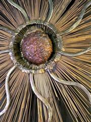 Fantastic Brutalist Starburst with Starfish Design Centre Wall Sculpture