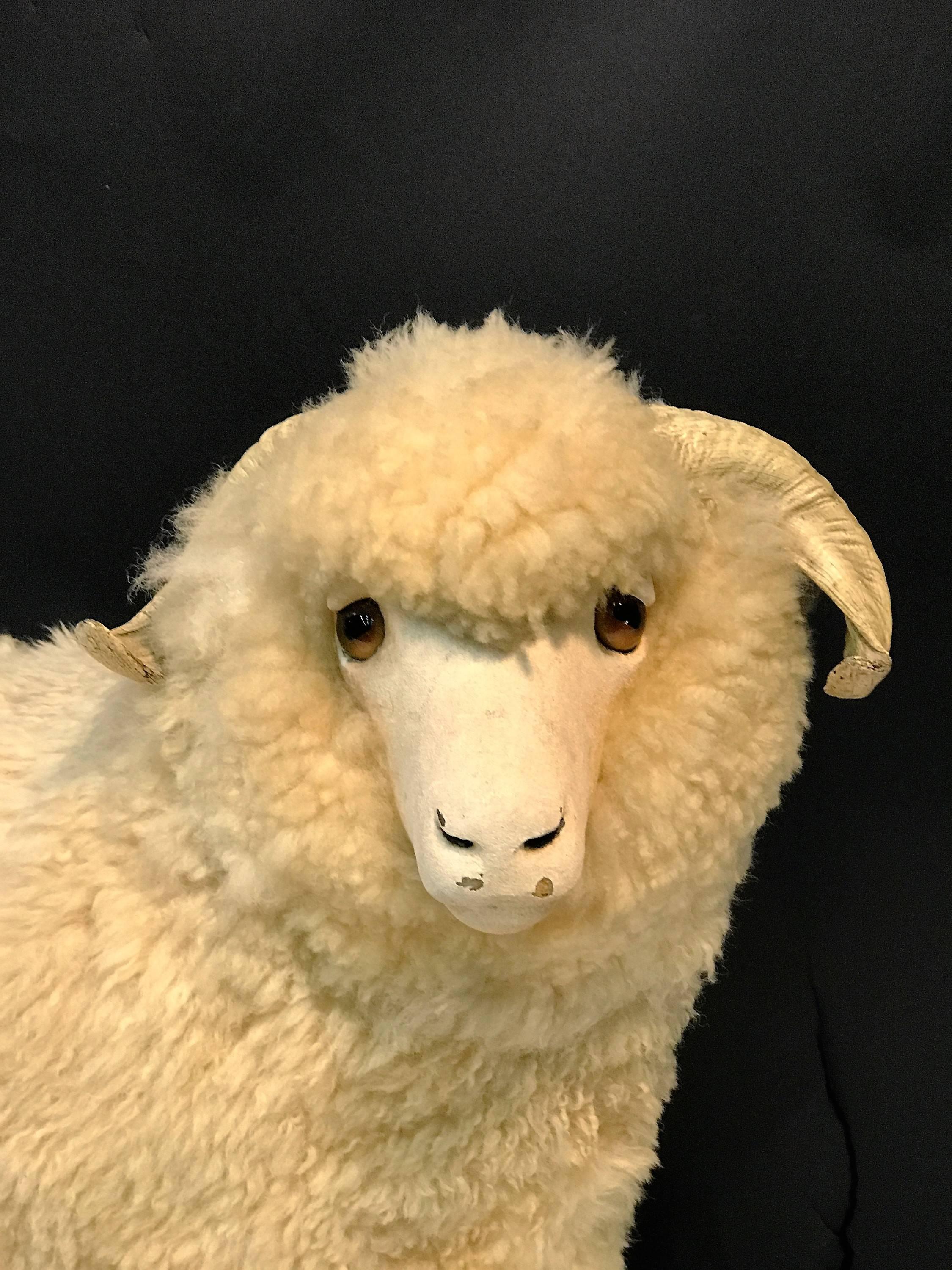 Mid-20th Century Charismatic Great Natural Wool Ram Sculpture For Sale