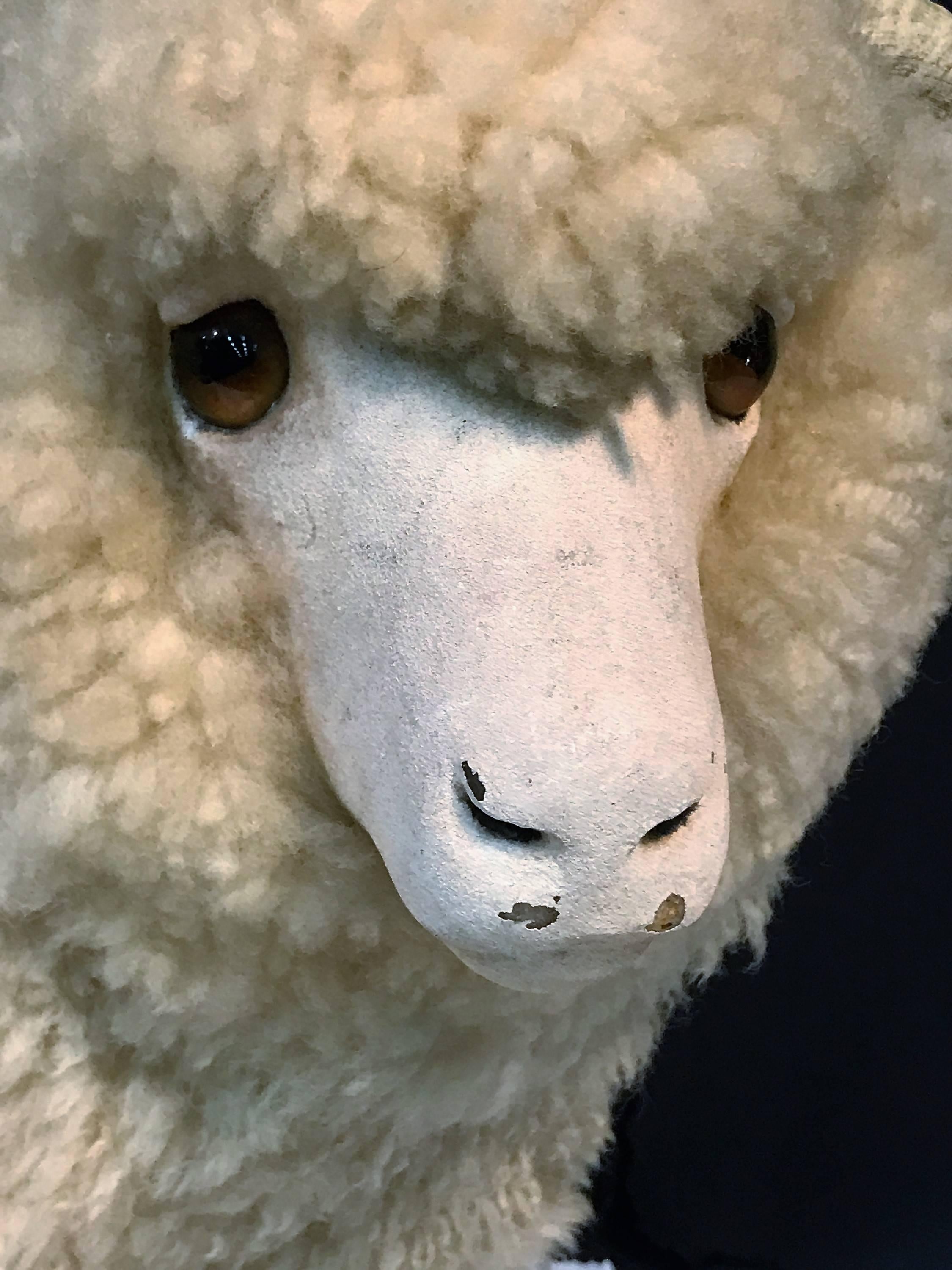 Charismatic Great Natural Wool Ram Sculpture For Sale 1