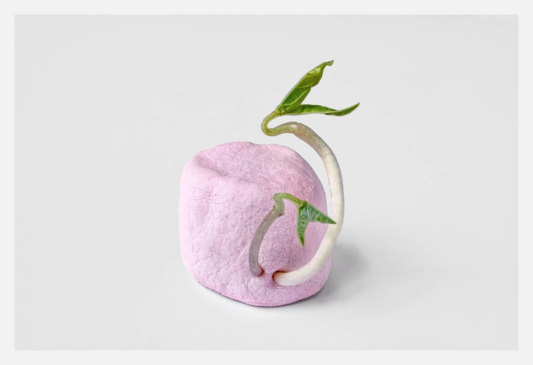 Photograph by Joachim Lapôtre, Seeds, 2007, France. Photo print on archival photo paper. 15 x 23 inches. Limited edition, signed.

Playfully juxtaposing a pink candy marshmallow with a burgeoning green sprout, this image evokes our modern romance
