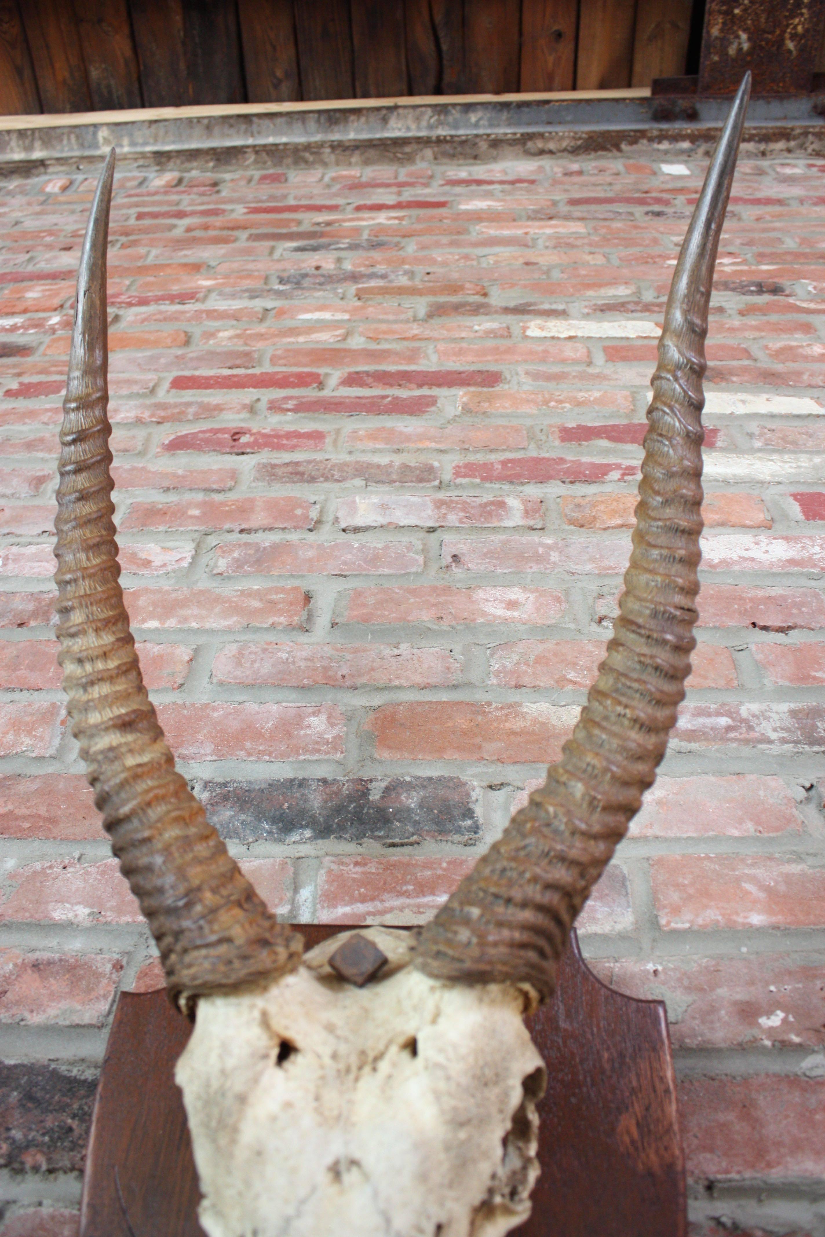 Collection of Animal Horn and Skull Taxidermy Mounts 2