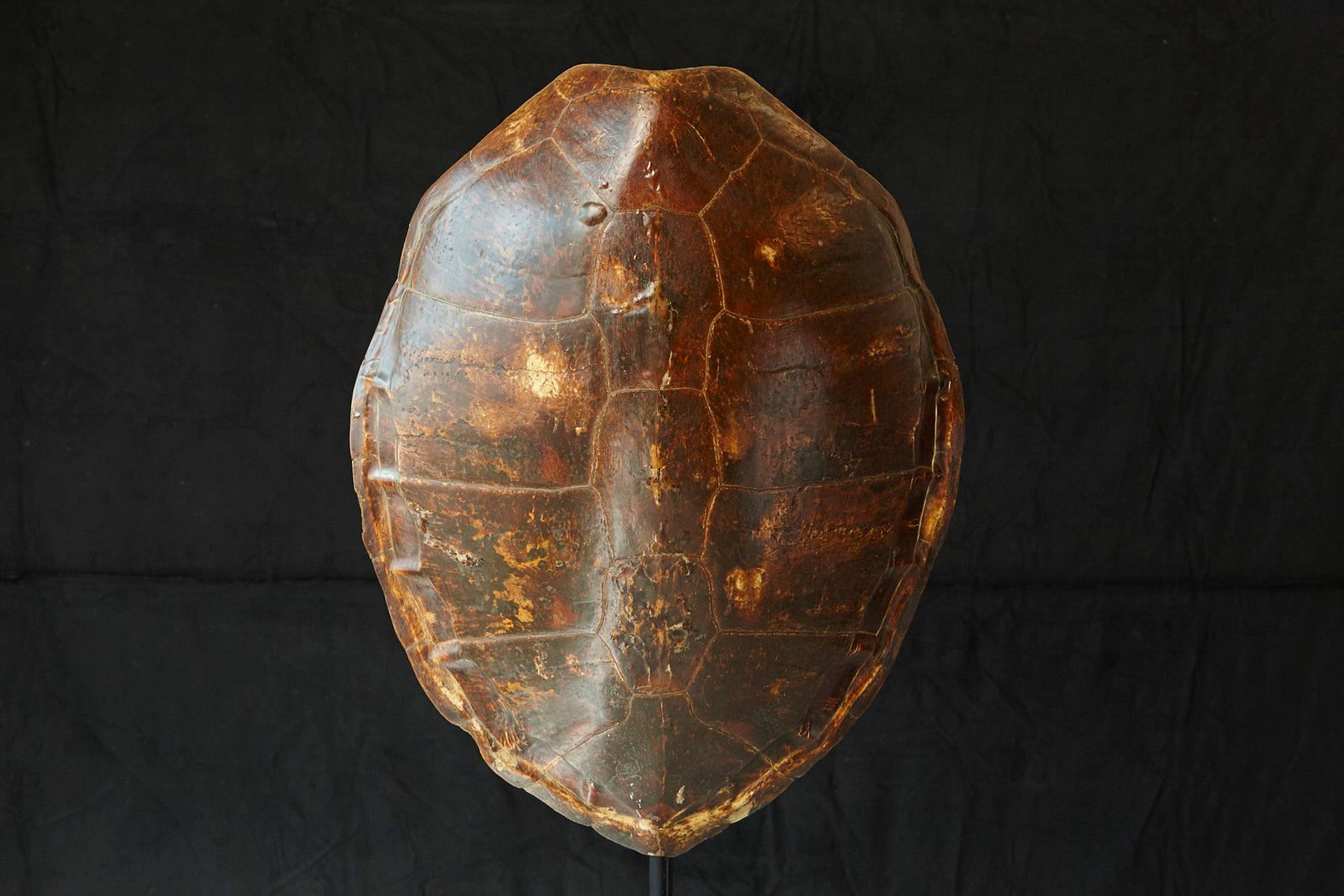 Impressive early 20th century giant tortoise shell from South America.
 