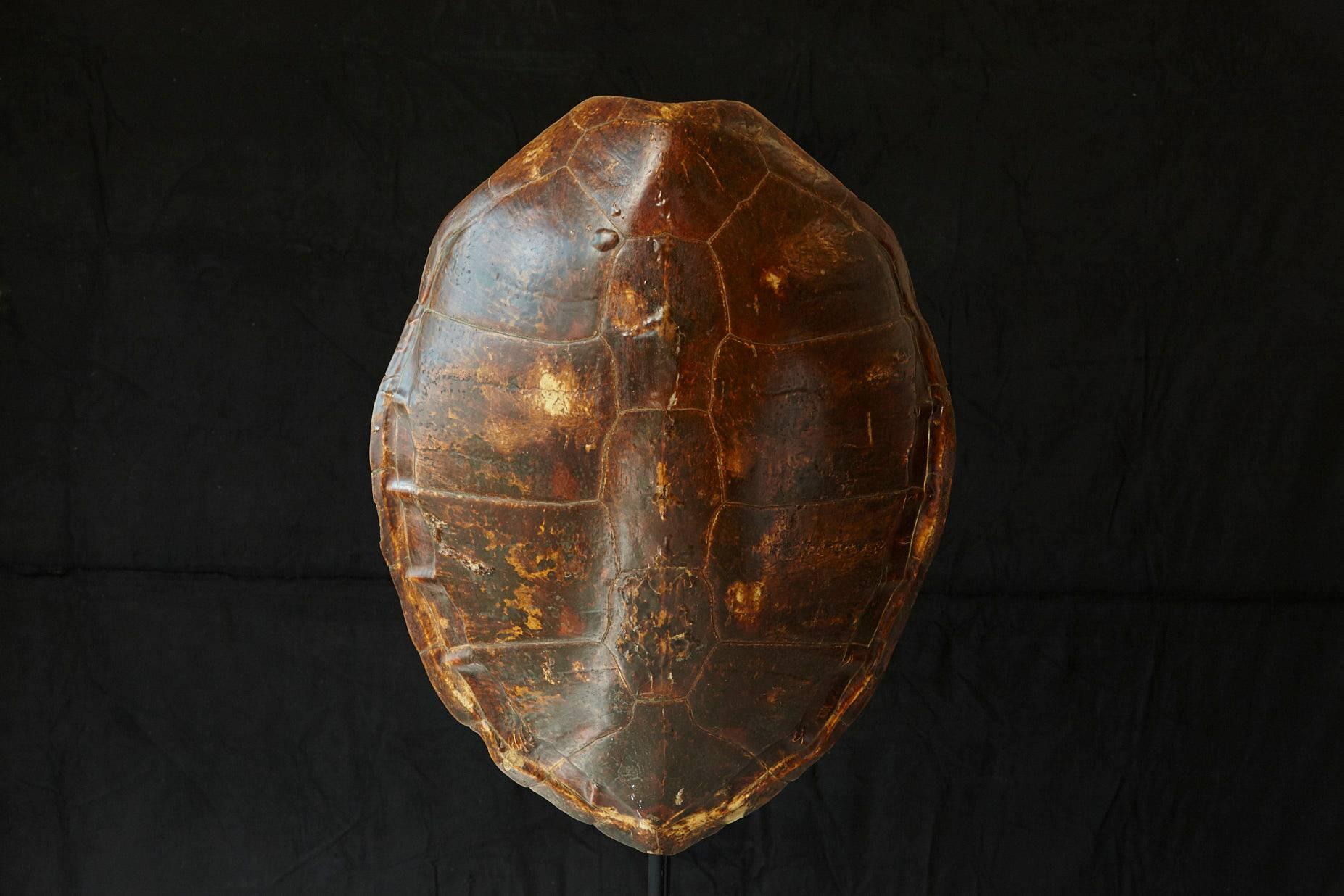 Early 20th Century Giant Tortoise Shell from South America 1