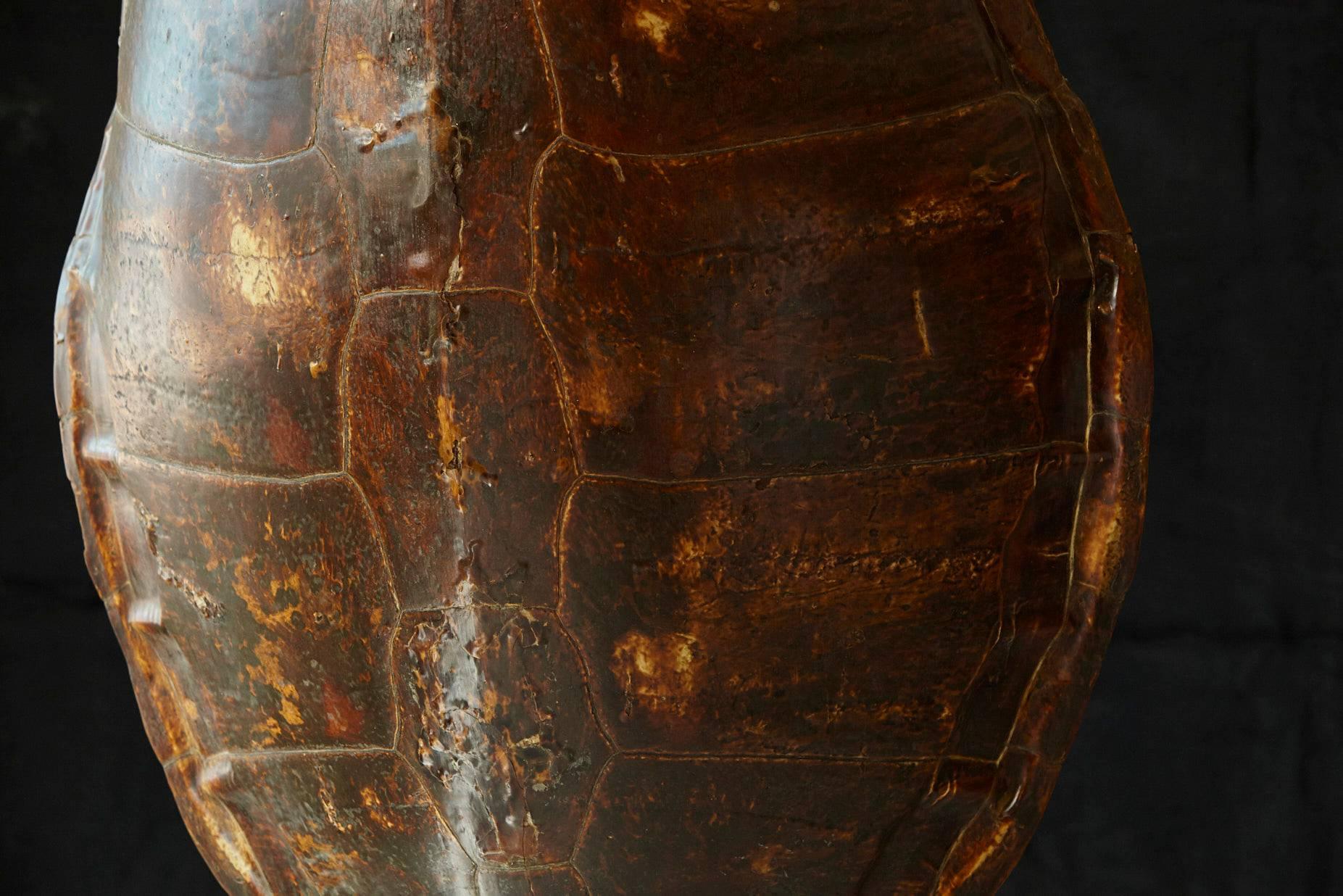 Early 20th Century Giant Tortoise Shell from South America 2