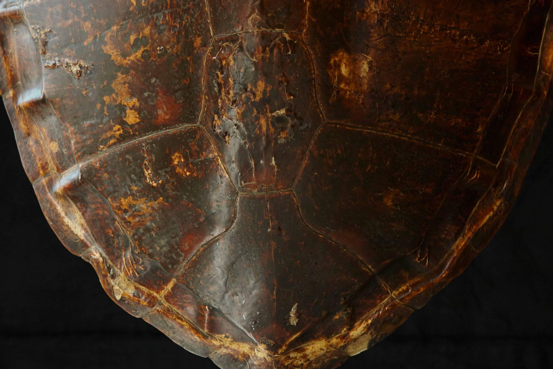 Early 20th Century Giant Tortoise Shell from South America 3