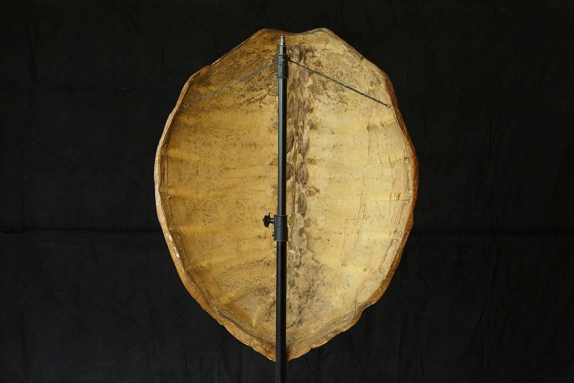 Early 20th Century Giant Tortoise Shell from South America 4