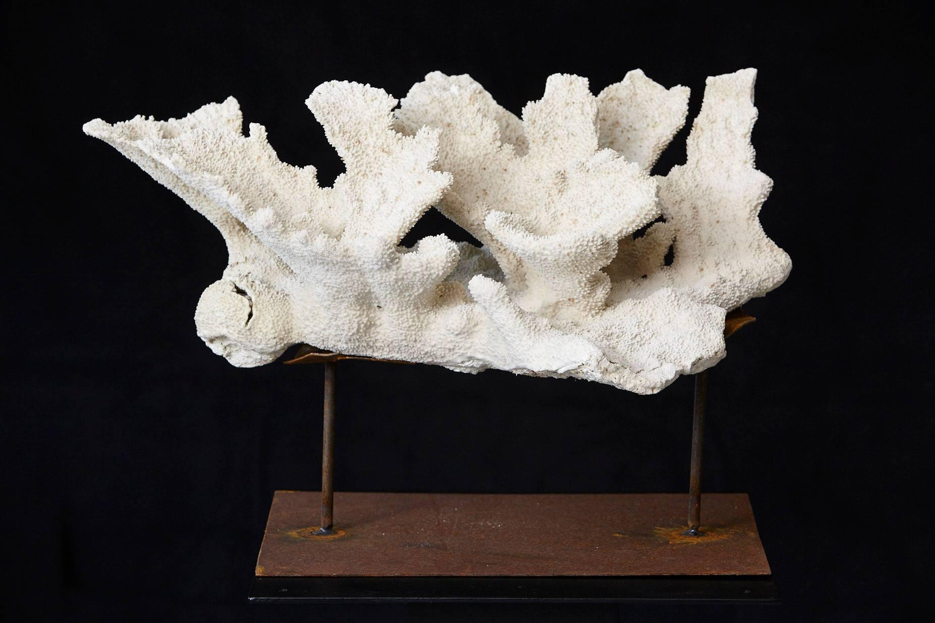 Very large vintage white coral specimen from the Pacific Ocean raised on a custom welded, distressed looking iron stand. Beautiful decoration piece. In good, clean condition.