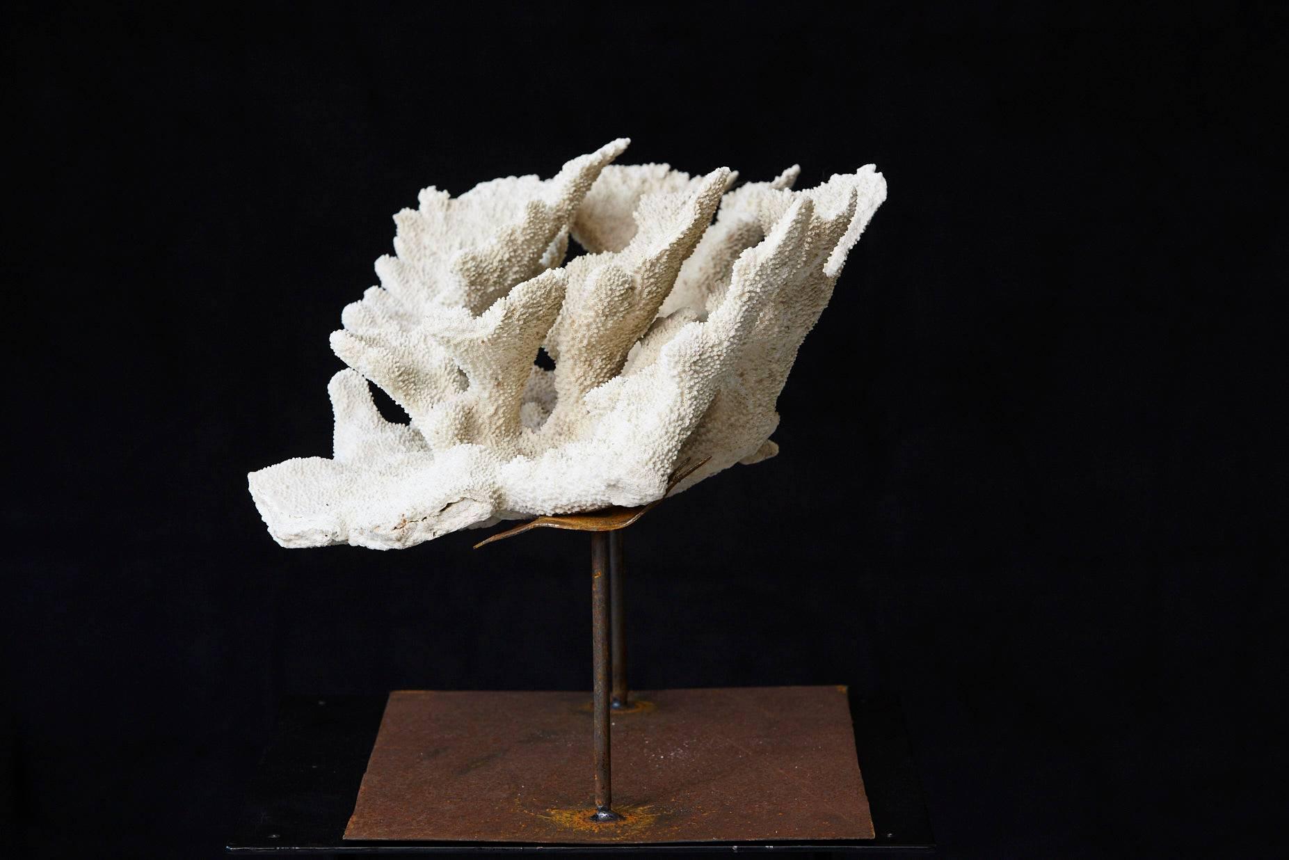 white coral on stand
