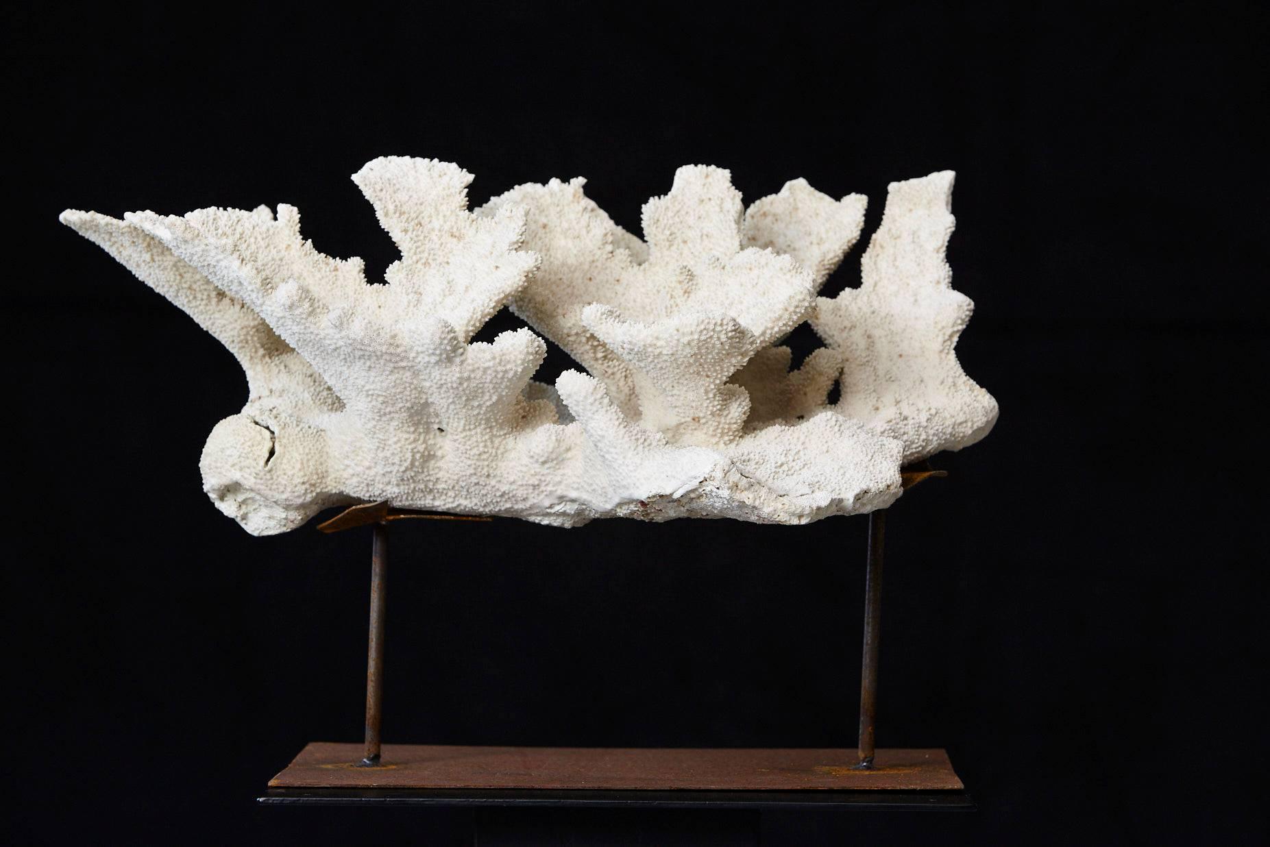 Pacific Islands Large Vintage White Coral Specimen on Custom Made Iron Stand II