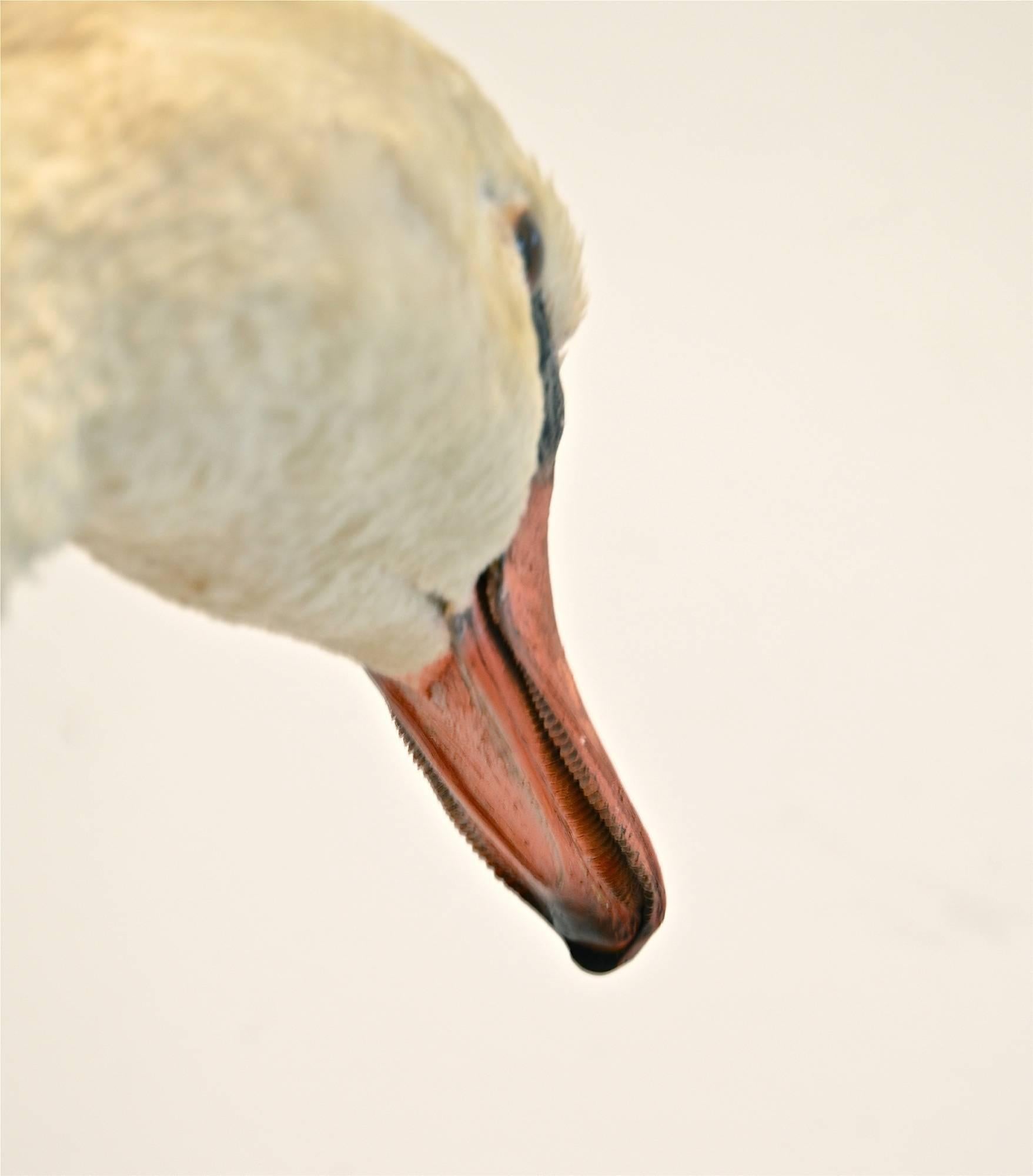 mute swan for sale