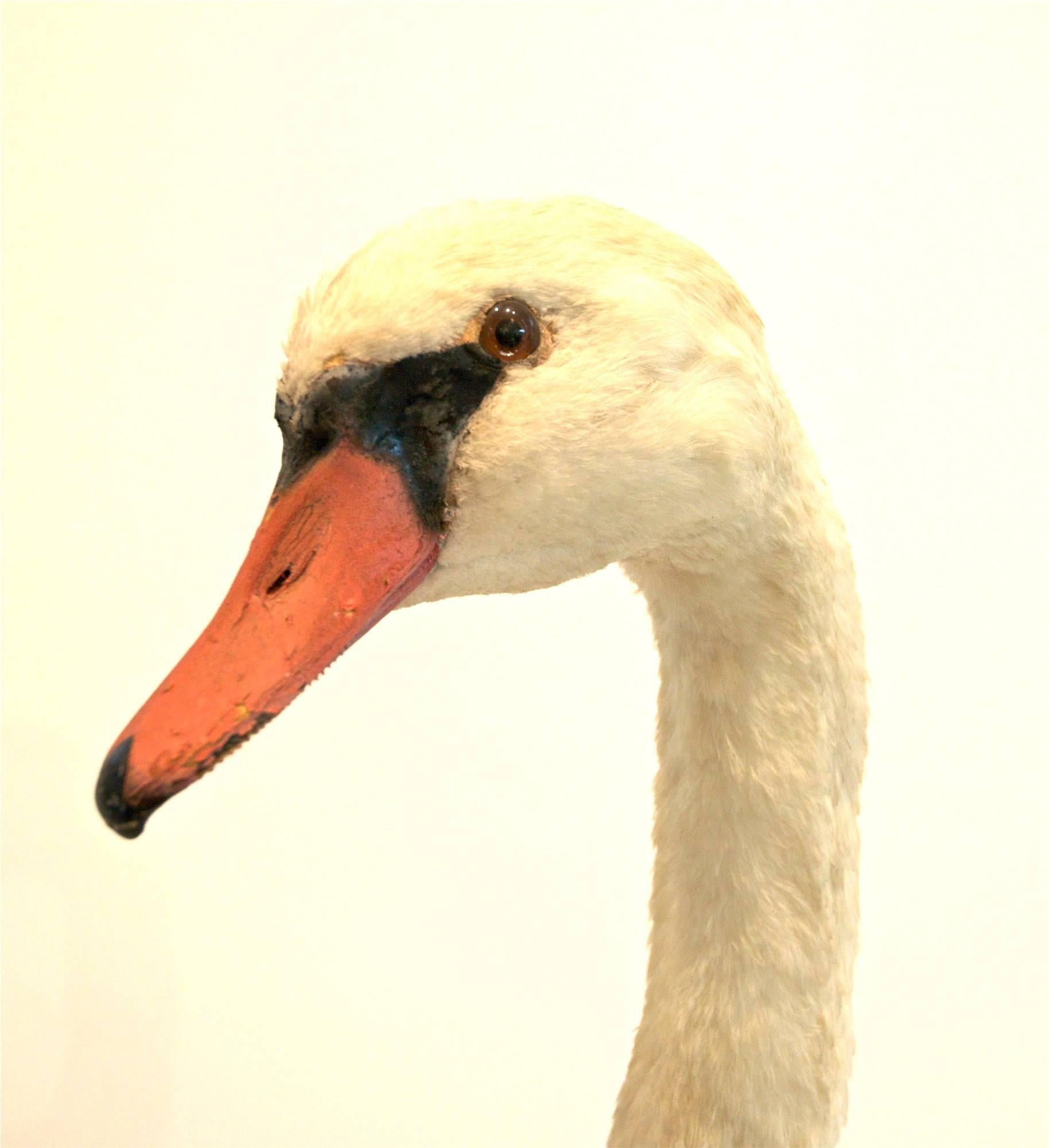 A gentle and regal looking mute swan taxidermied and mounted upon a good looking chunk of driftwood. The most likely female specimen of 
