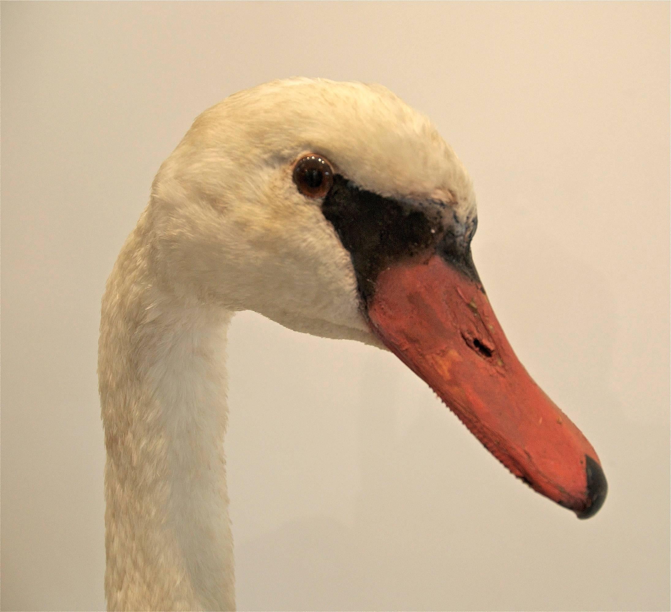20th Century Taxidermy Mute Swan For Sale