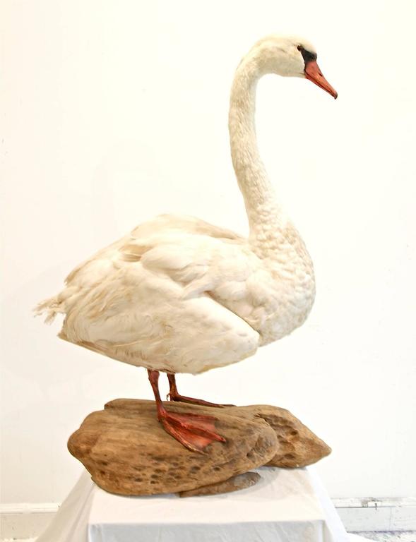 Taxidermy Mute Swan For Sale at 1stDibs taxidermy swan for sale, swan taxidermy