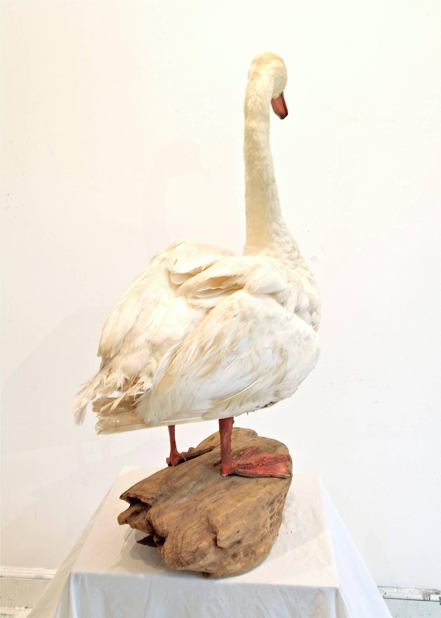 Taxidermy Mute Swan In Fair Condition For Sale In Charlottesville, VA