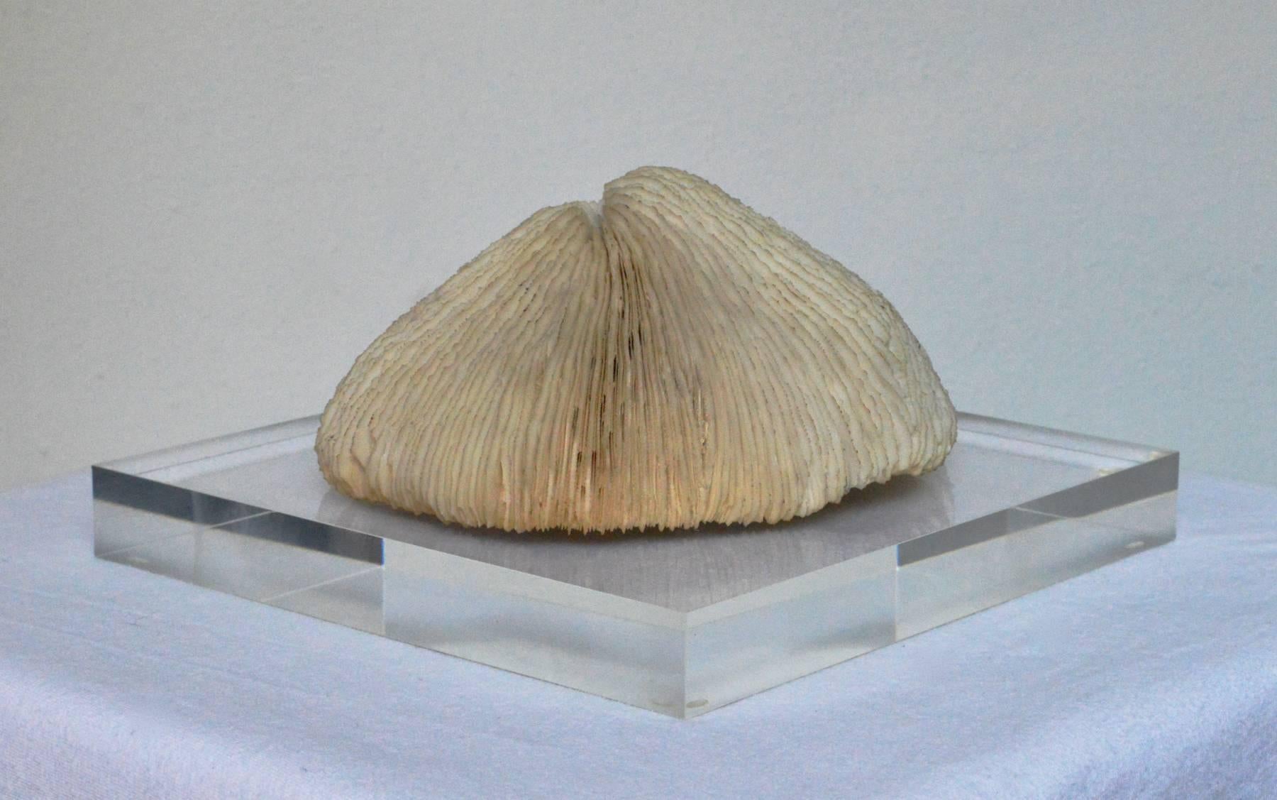 A lovely coral specimen mounted on Lucite riser base.
